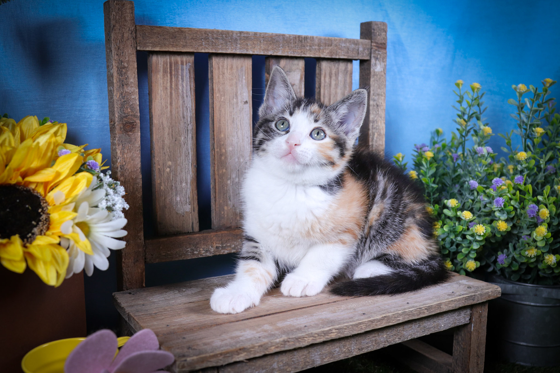 Lottie (F-DSH-Calico)