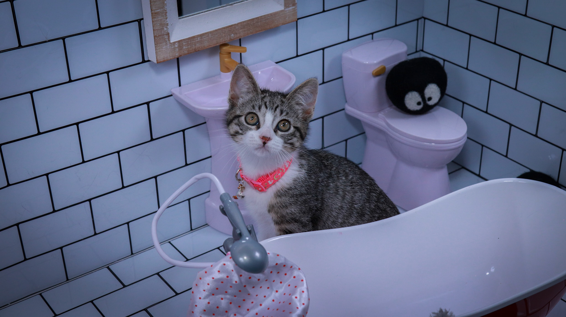 Mei (F-DSH-Tabby/White)