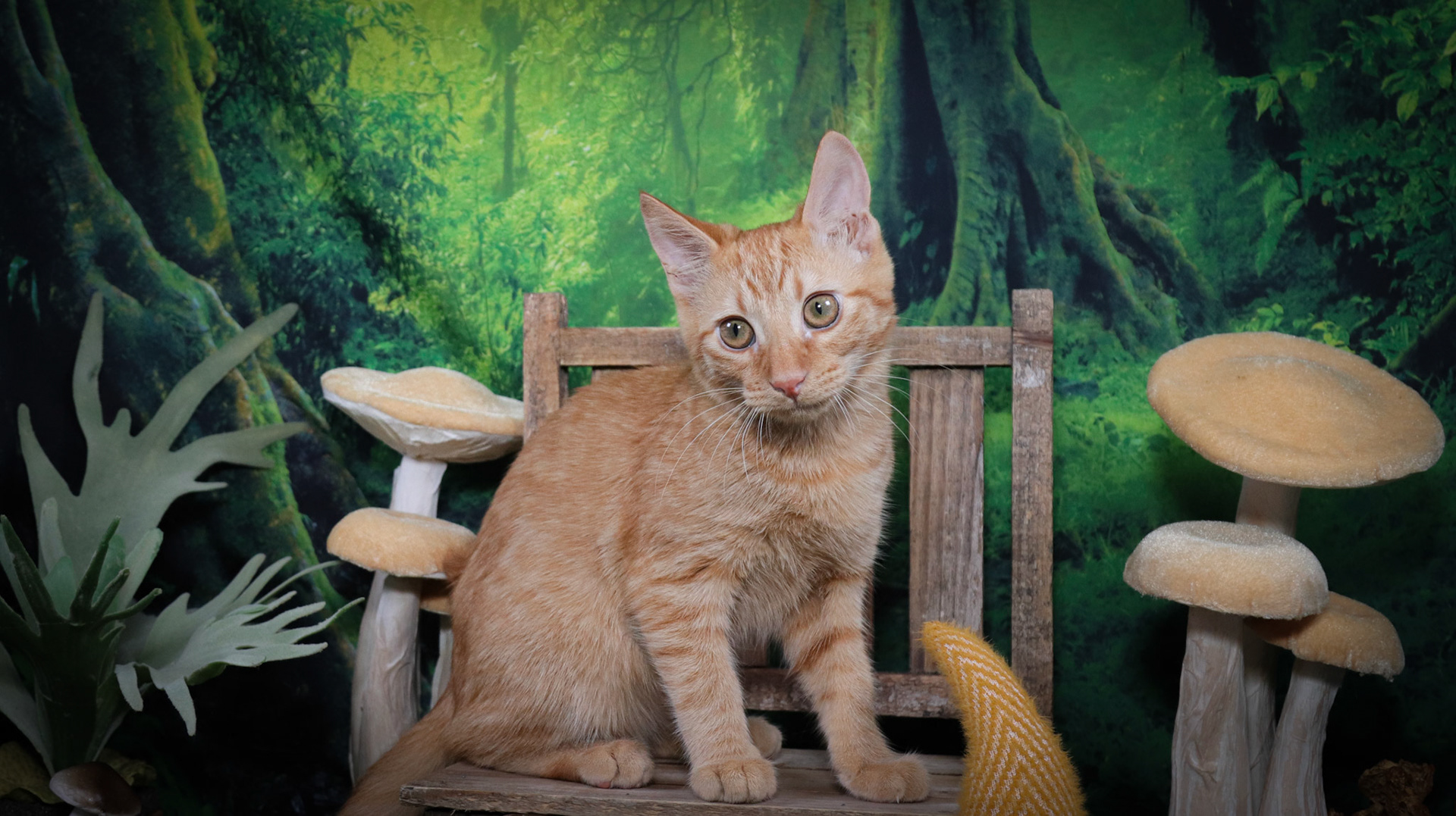 Gordis (M-DSH-Ginger/Tabby)