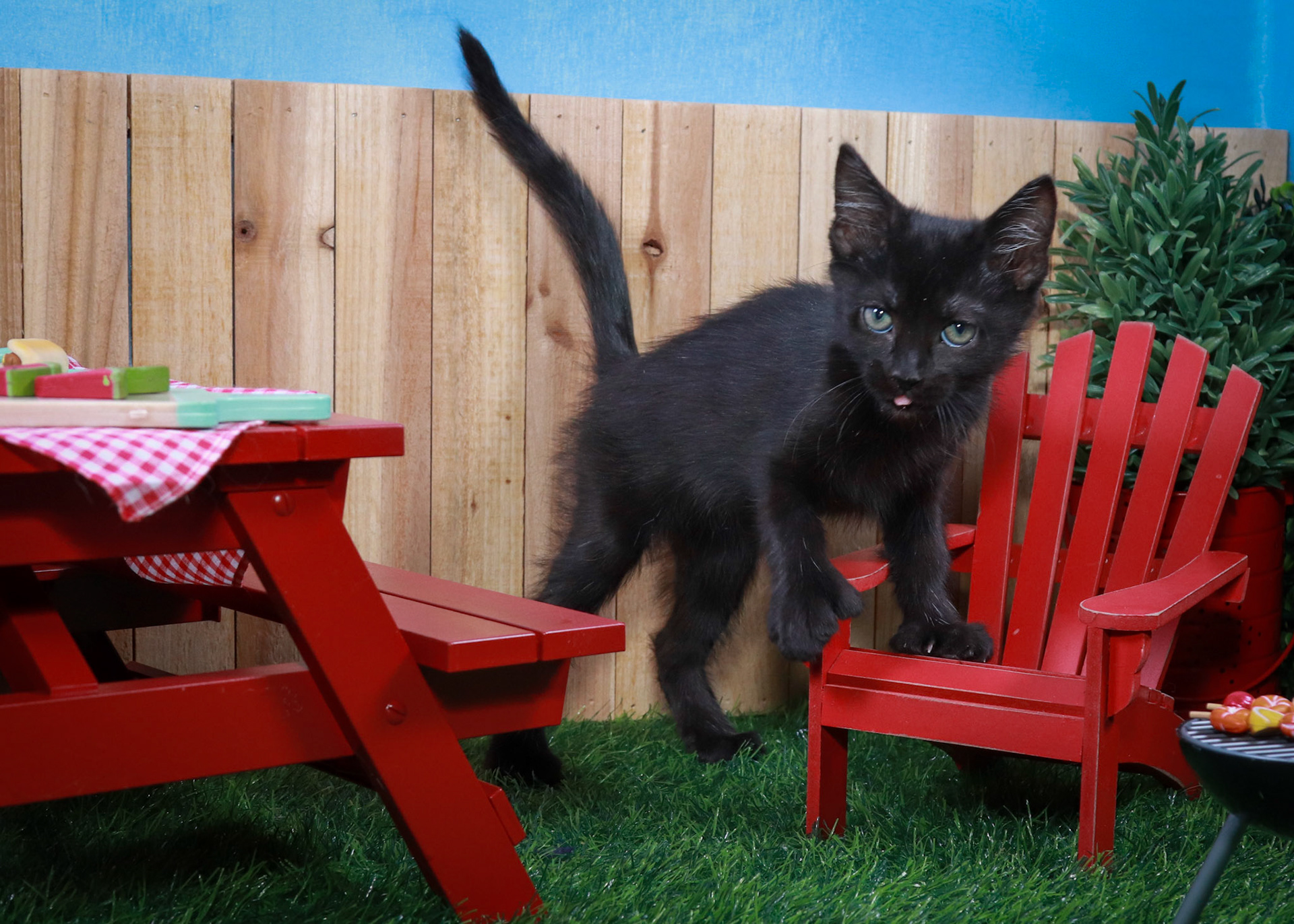 Sasquatch (M-DSH-Black/Polydactyl)
