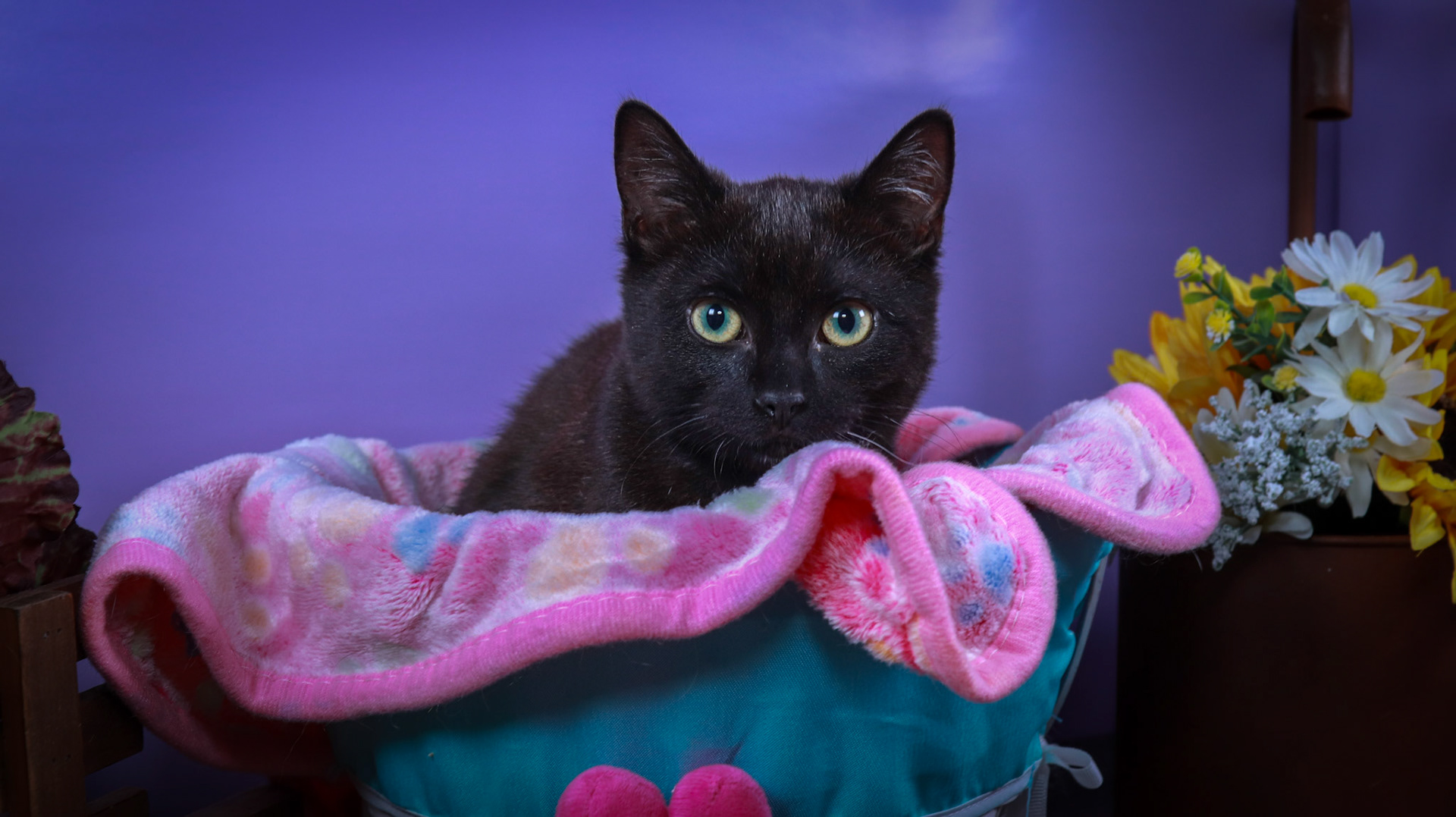 Licorice (F-DSH-Black)