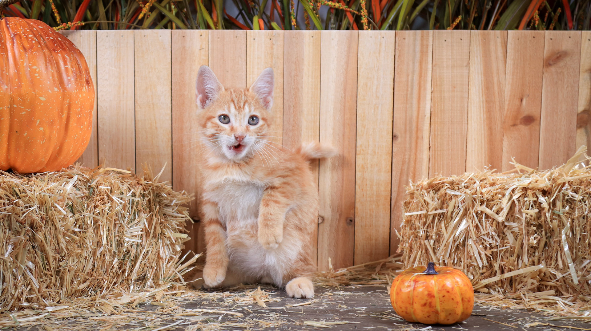 Chester (M-DSH-Ginger)