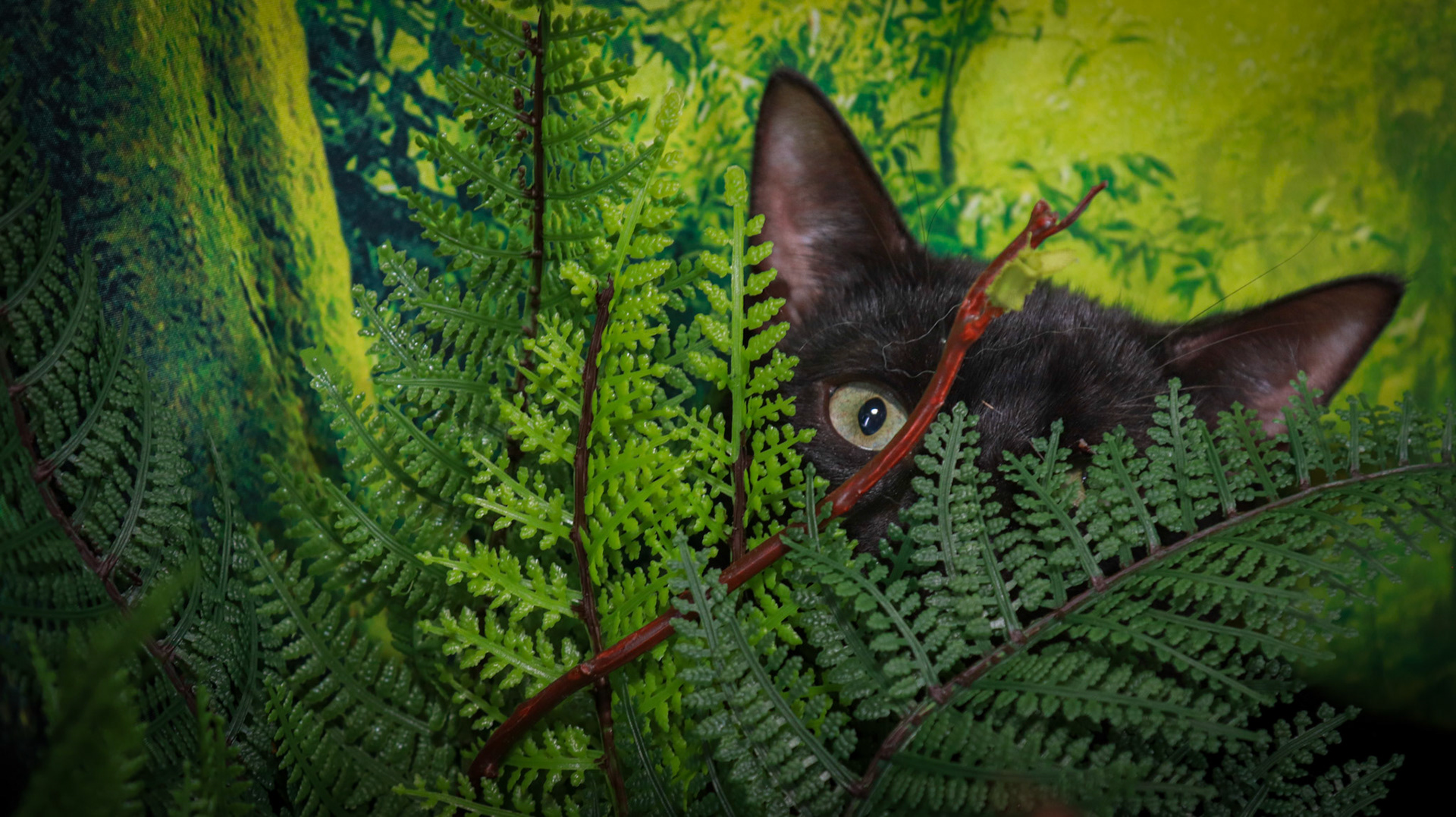 Binx (M-DSH-Black)