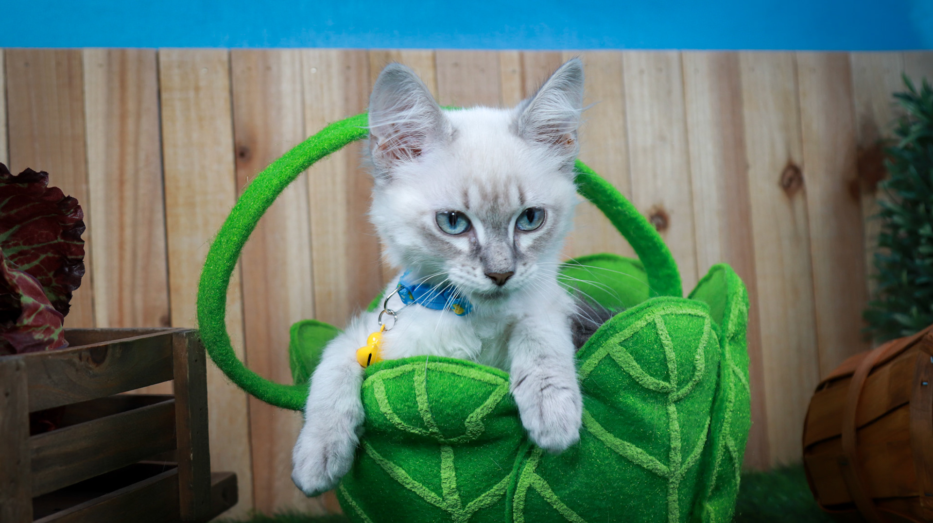 Elizabeth Taylor (F-DLH-Lynx Point Siamese)