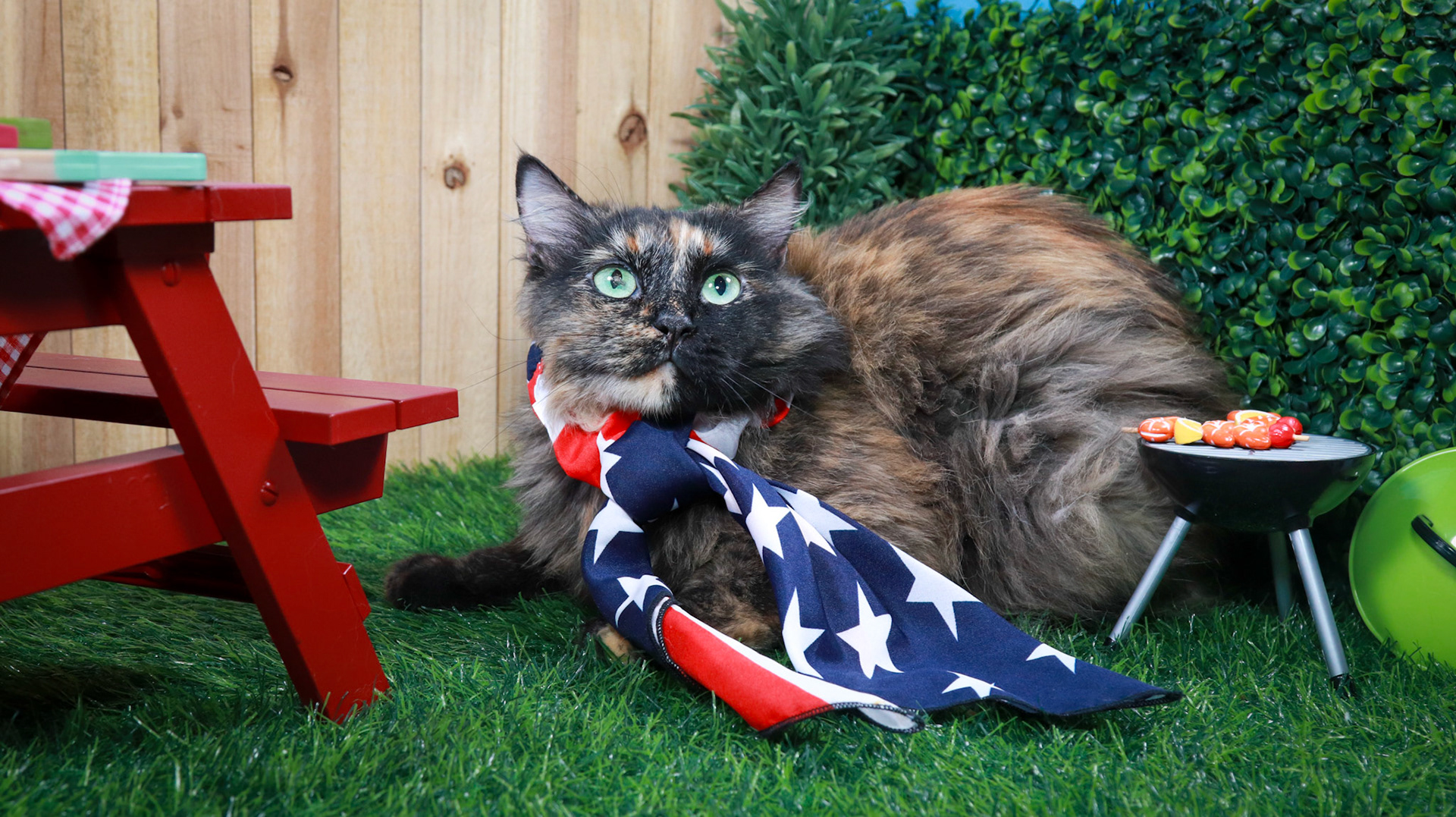 Tortina (F-DLH-Tortie/Manx)