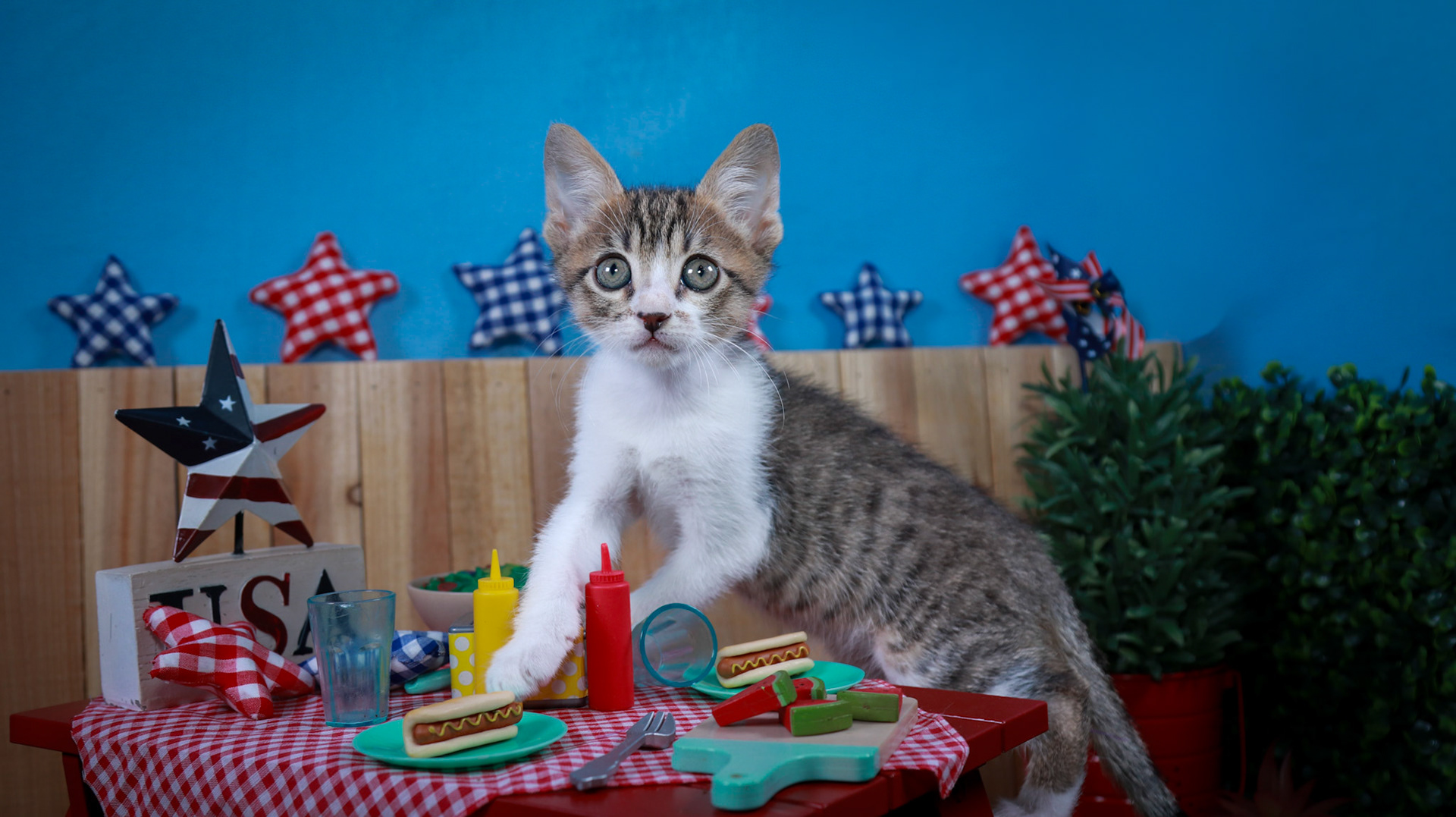 Eragon (M-DSH-Tabby/White)