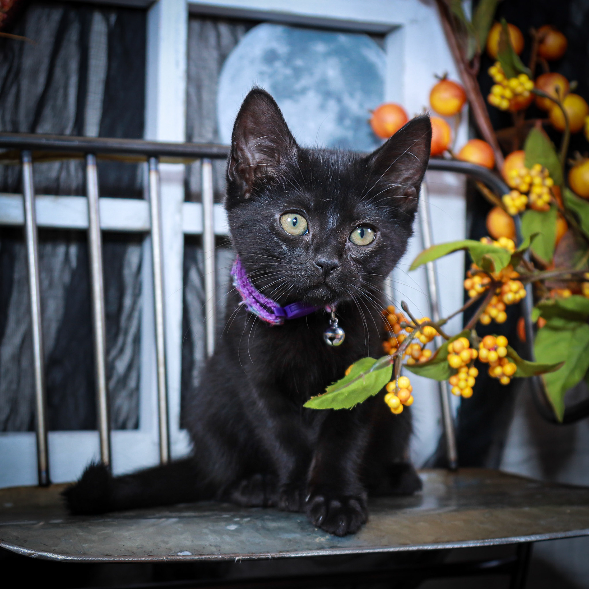 Bobbidi (F-DSH-Black)