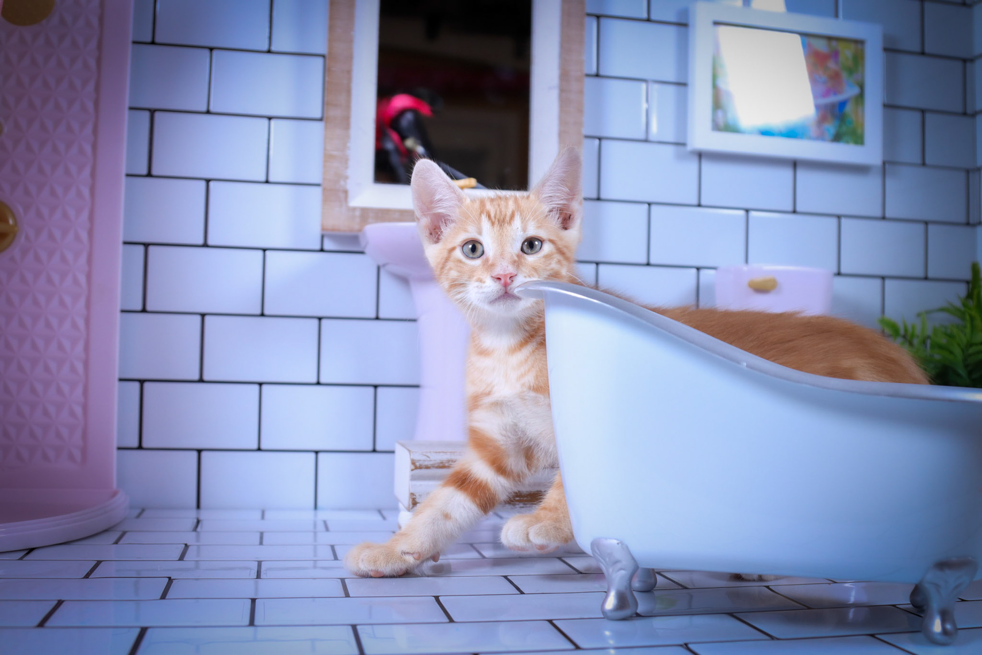 Cheetos (M-DSH-Dark/Bullseye/Ginger Tabby)