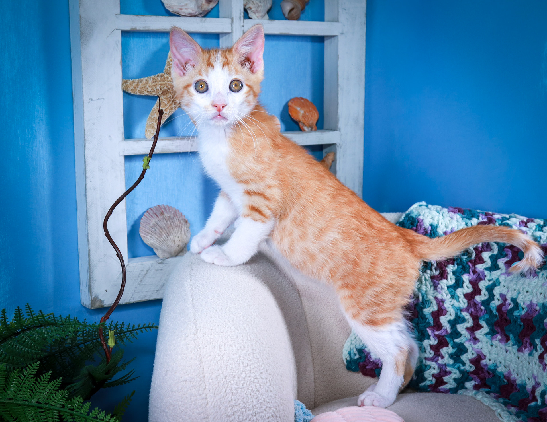 Pickles (M-DSH-Ginger/White/Tuxie)
