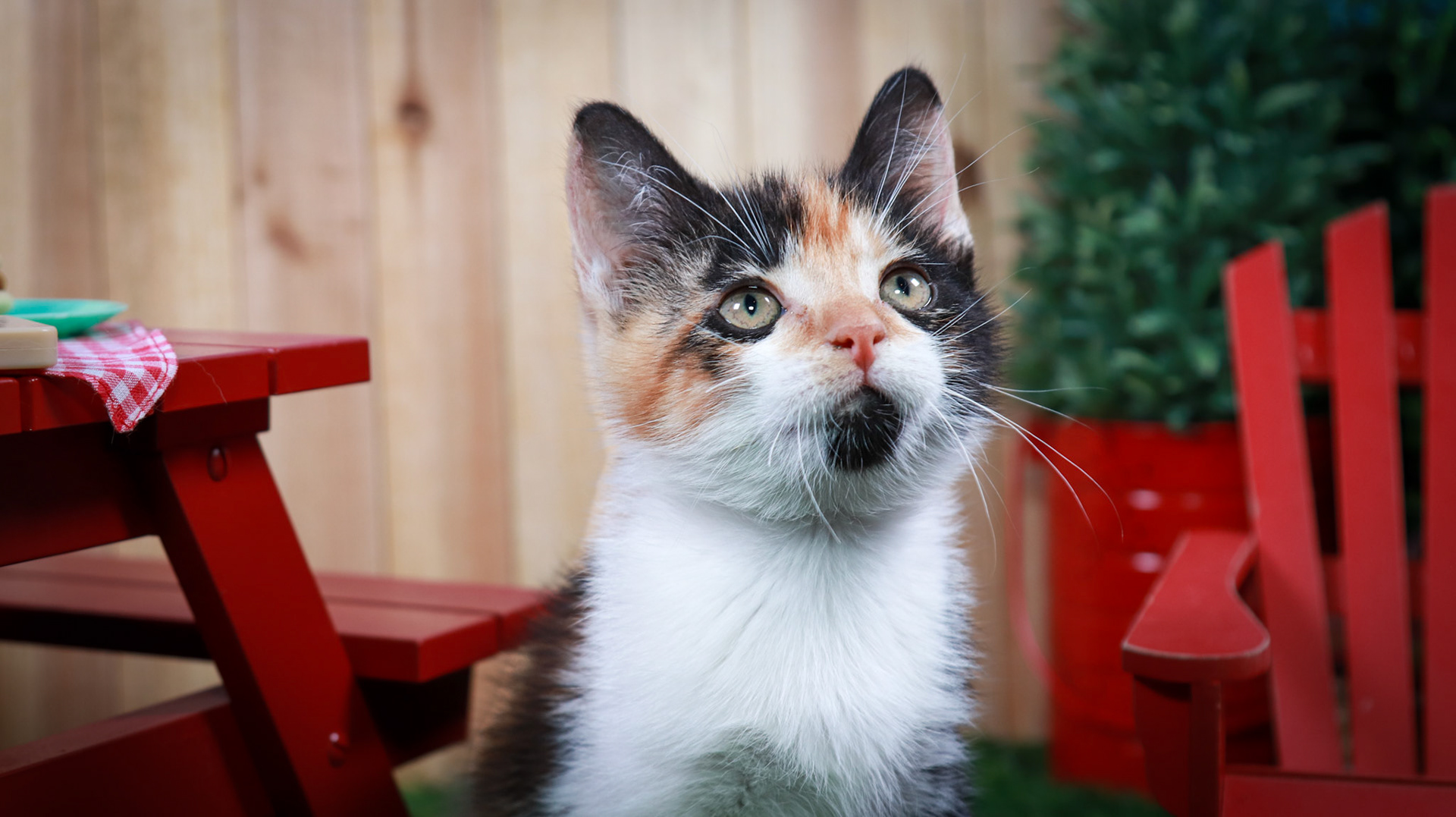Calypso (F-DSH-Calico)