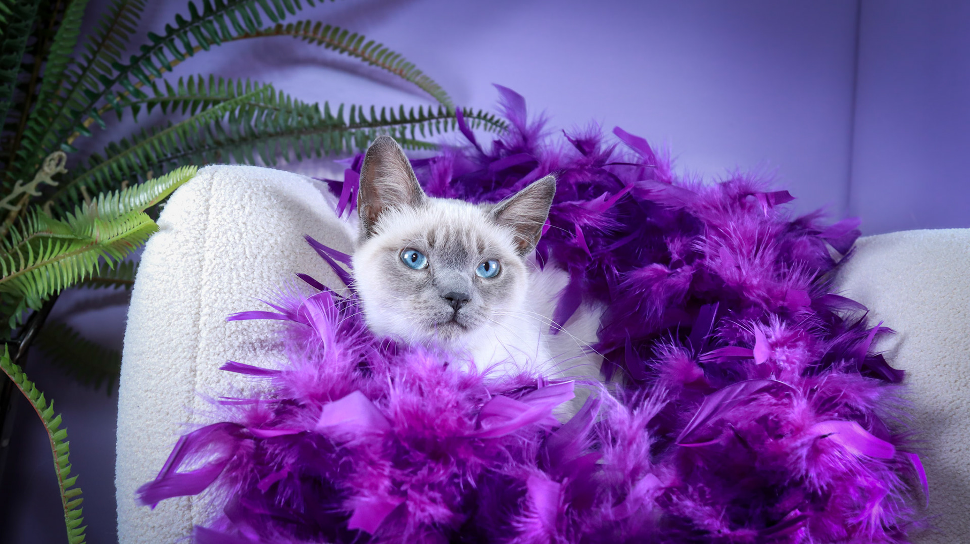 Grit (F-DSH-Siamese)