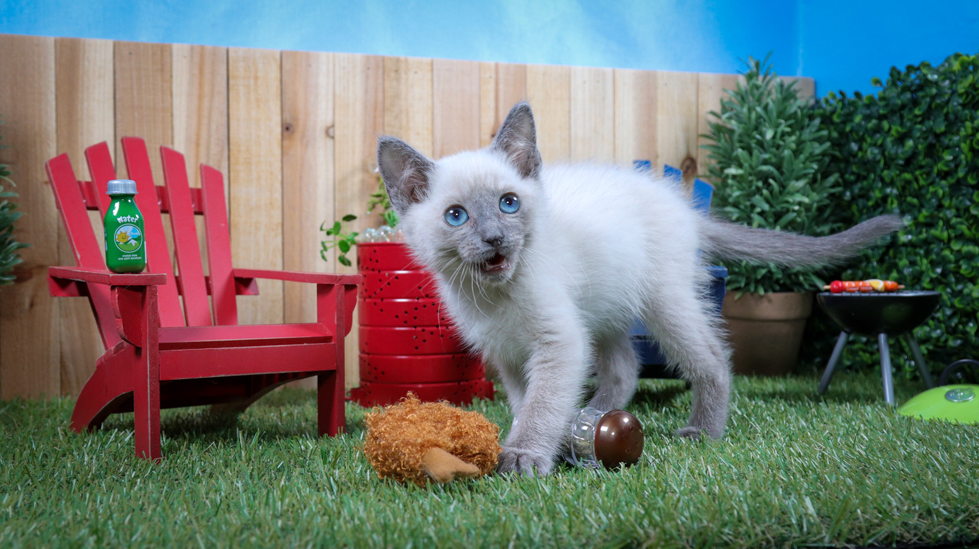 Ferb (M-DSH-Siamese)