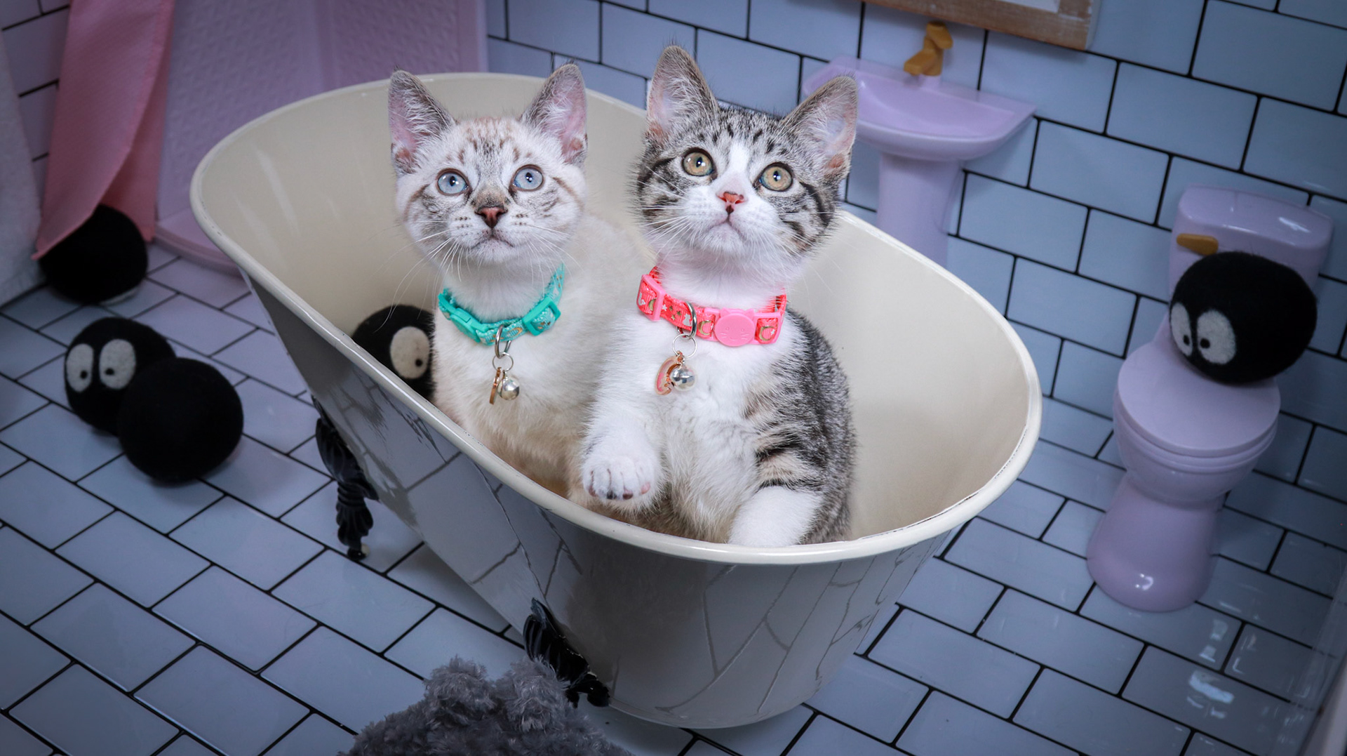 Howl (M-DSH-Links Point Siamese), Mei (F-DSH-Tabby/White)