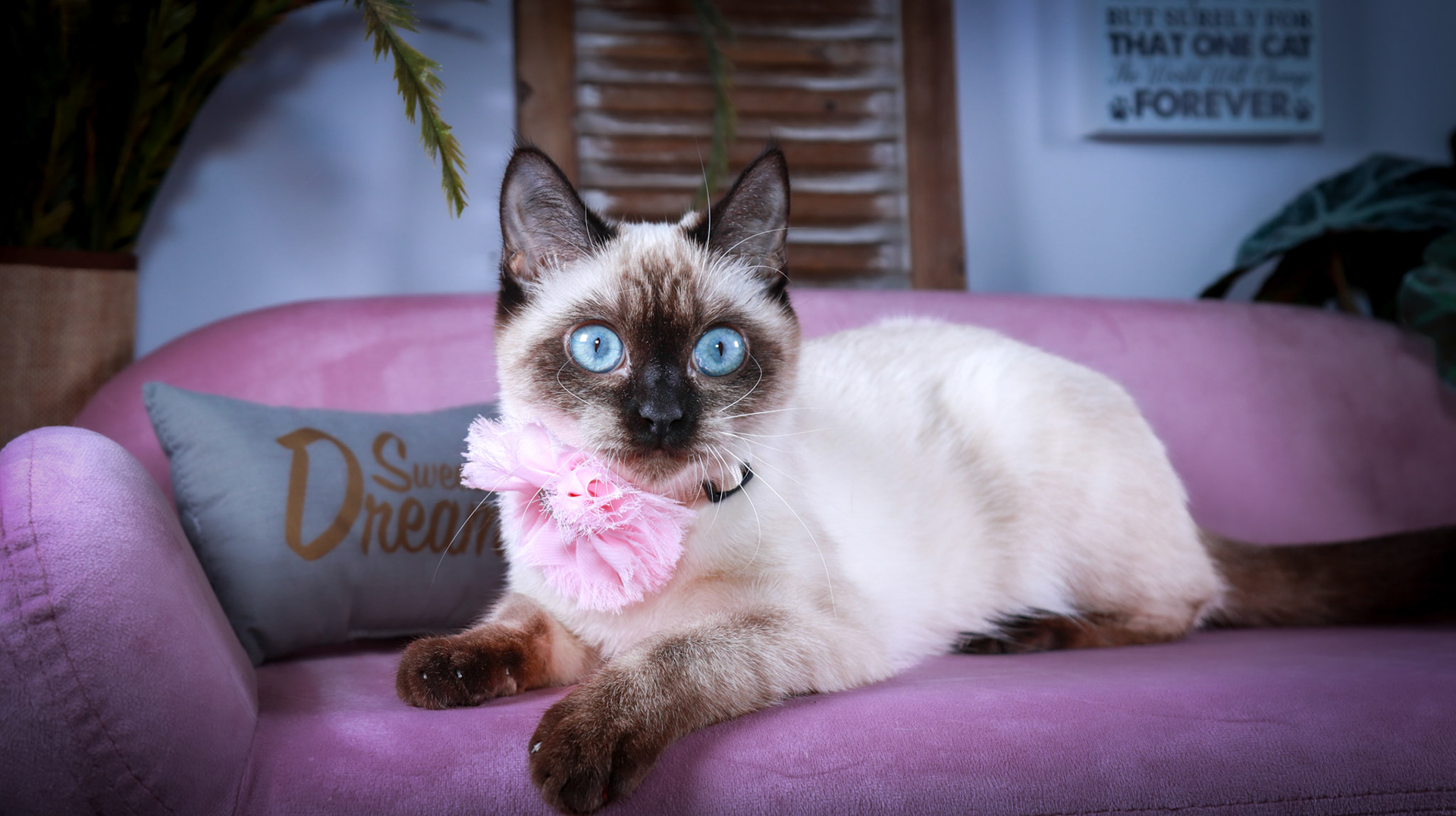 Meci (F-DSH-Seal Point Siamese)