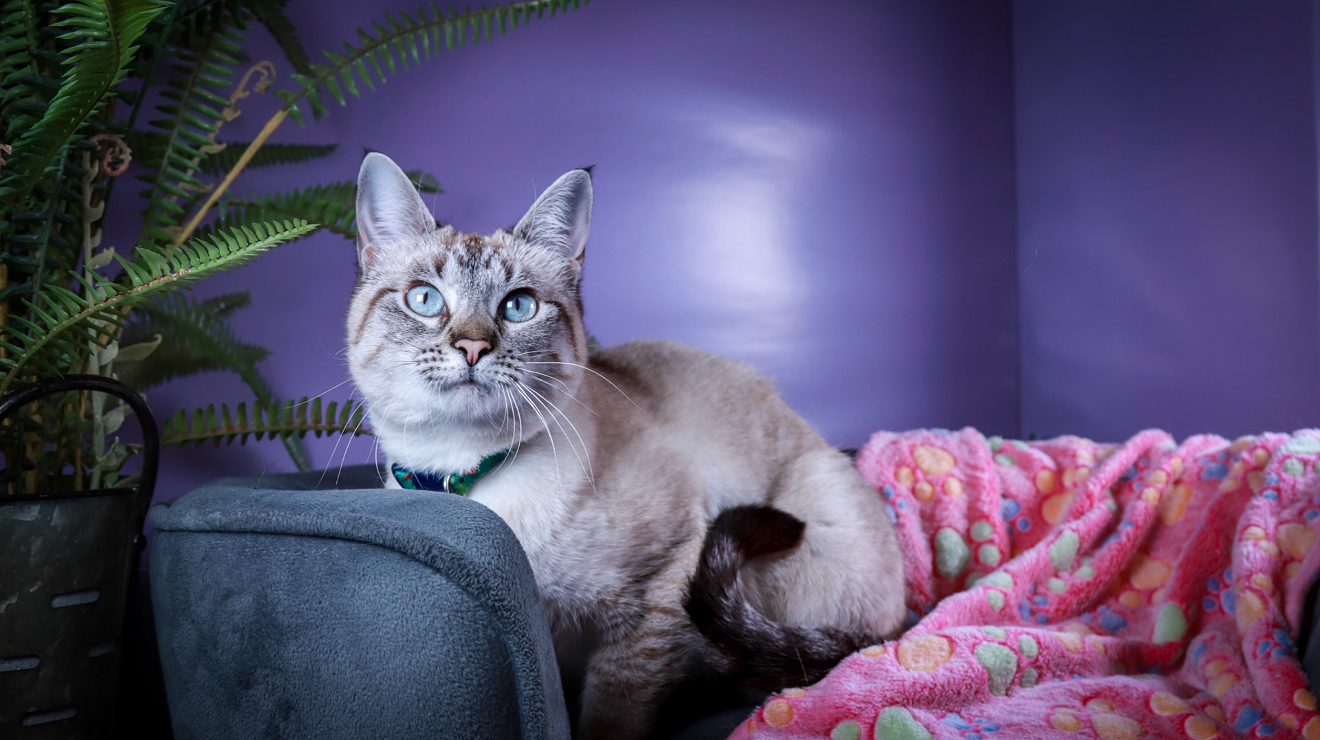 Daisy (F-DSH-Lynx Point Siamese)