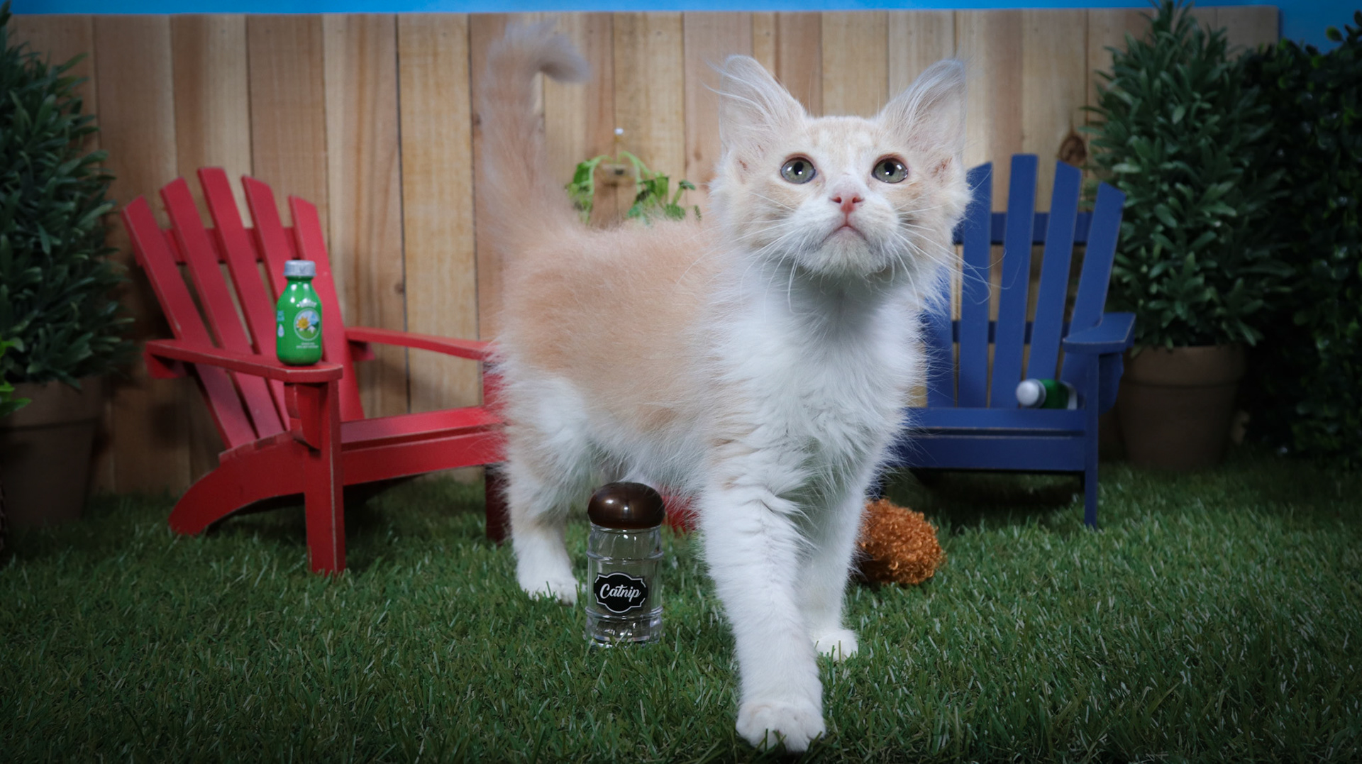 Frannie (F-DMH-Ginger/White)
