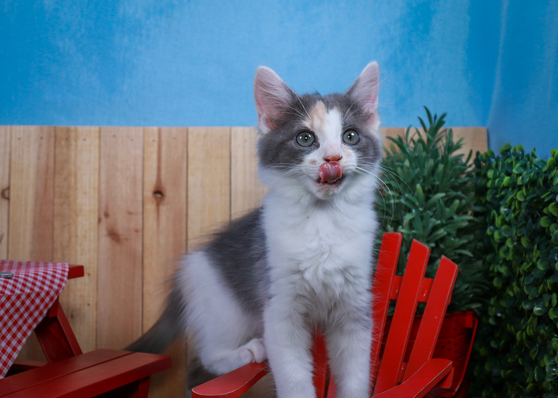 Truffles (F-DMH-Dilute/Calico)
