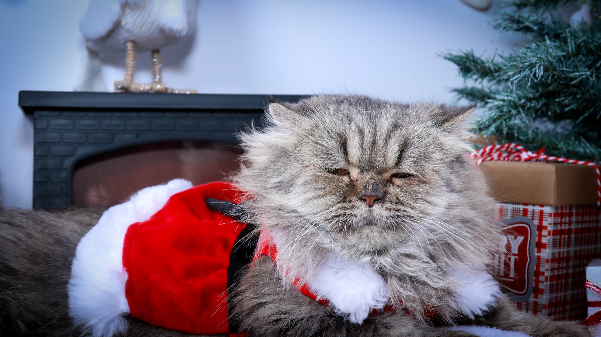 Petunia (F-DLH-Persian)
