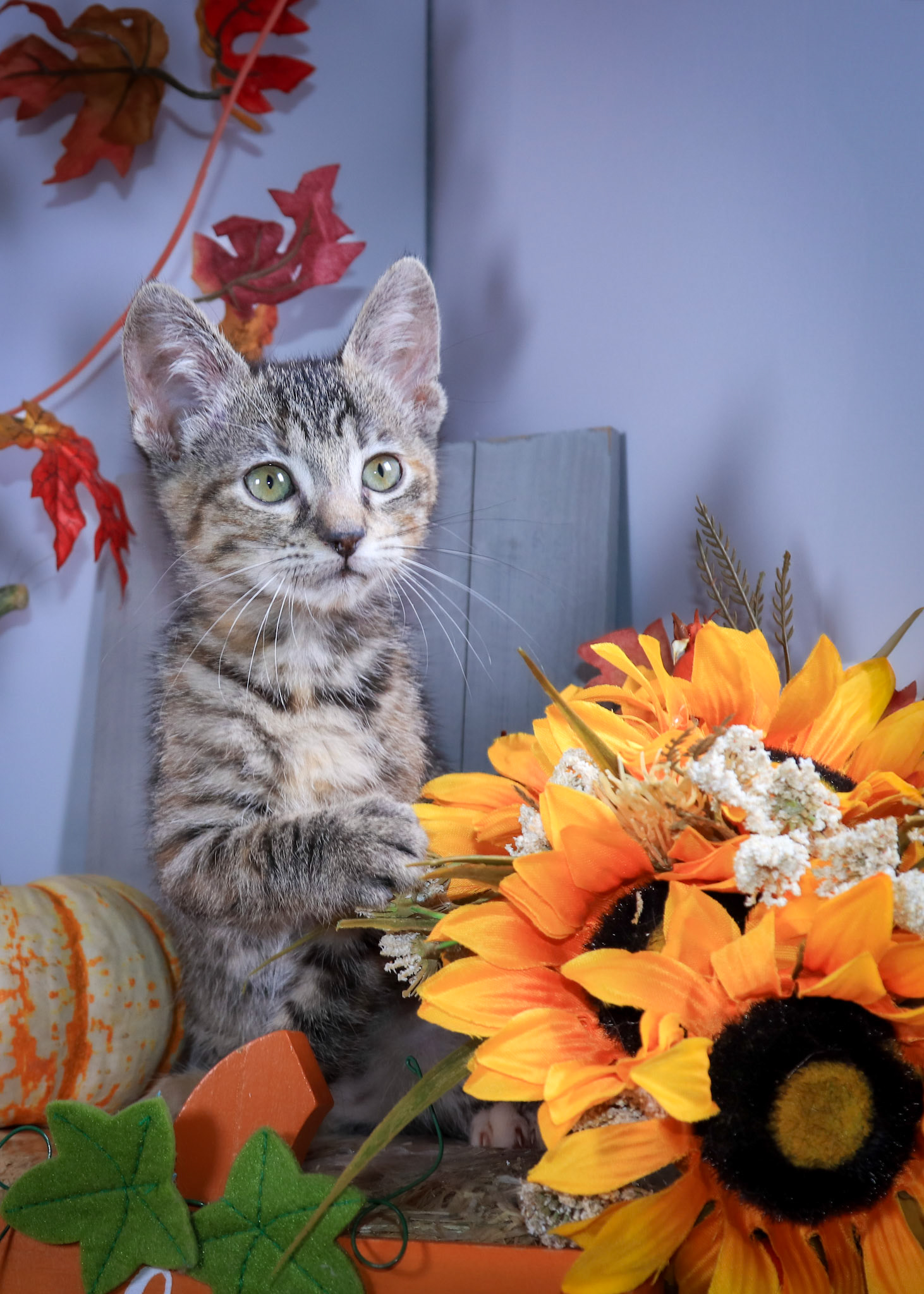 Strawberry (F-DSH-Torbie)