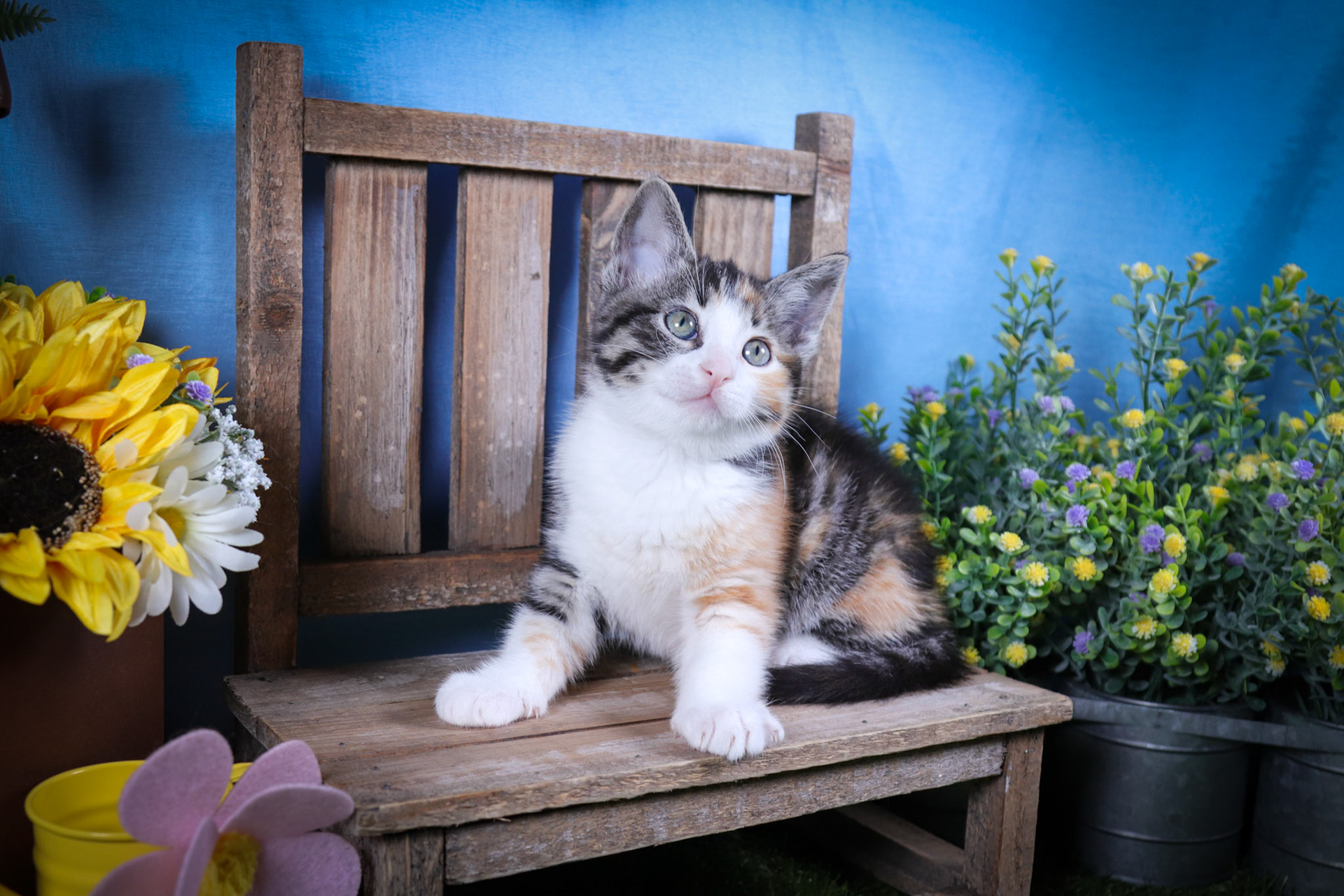 Lottie (F-DSH-Calico)