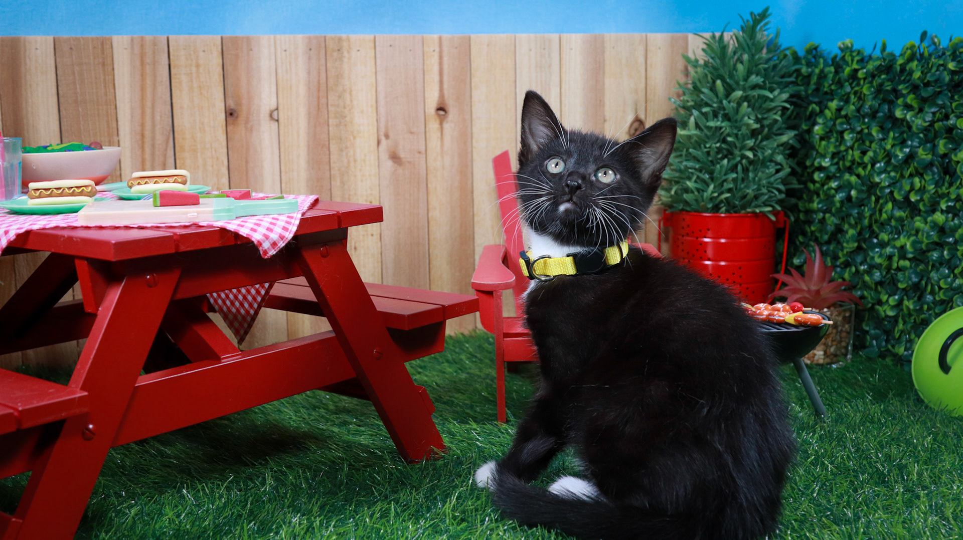 Onyx (F-DSH-Black/White/Tuxie)