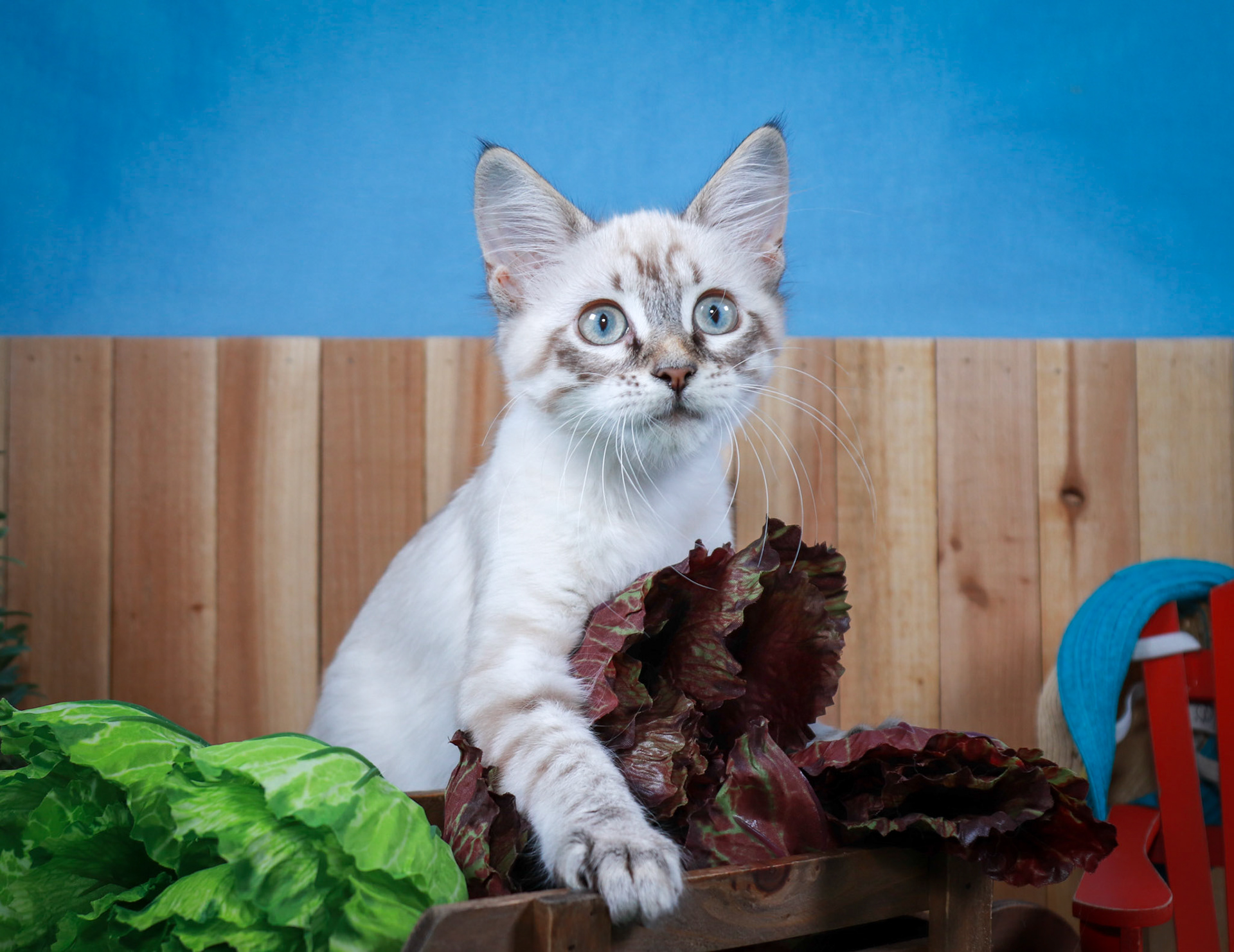Claira Bow (F-DLH-Linx Point Siamese)