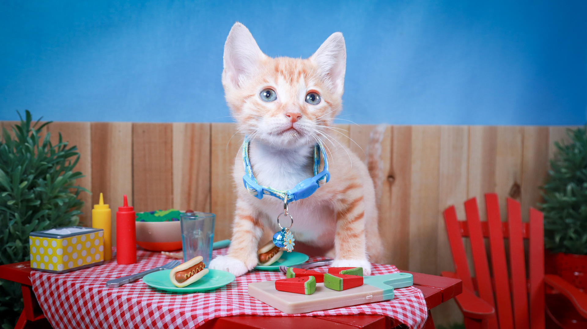 Dobbie (M-DSH-Ginger/White/Tuxie)