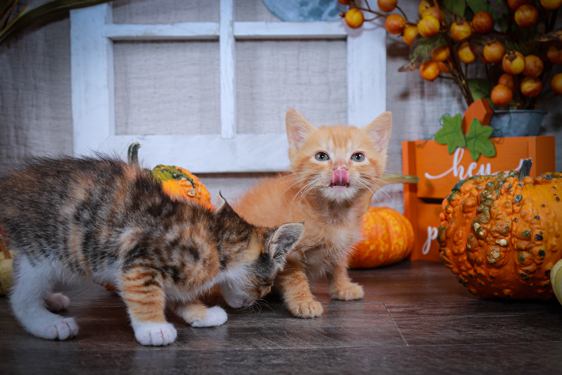 Donna (F-DSH-Calico), Jack (M-DSH-Ginger)