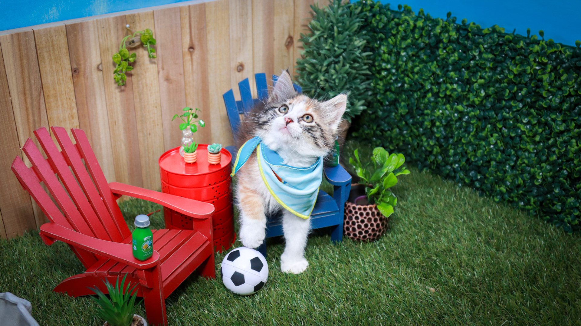 Suzume (F-DLH-Calico)