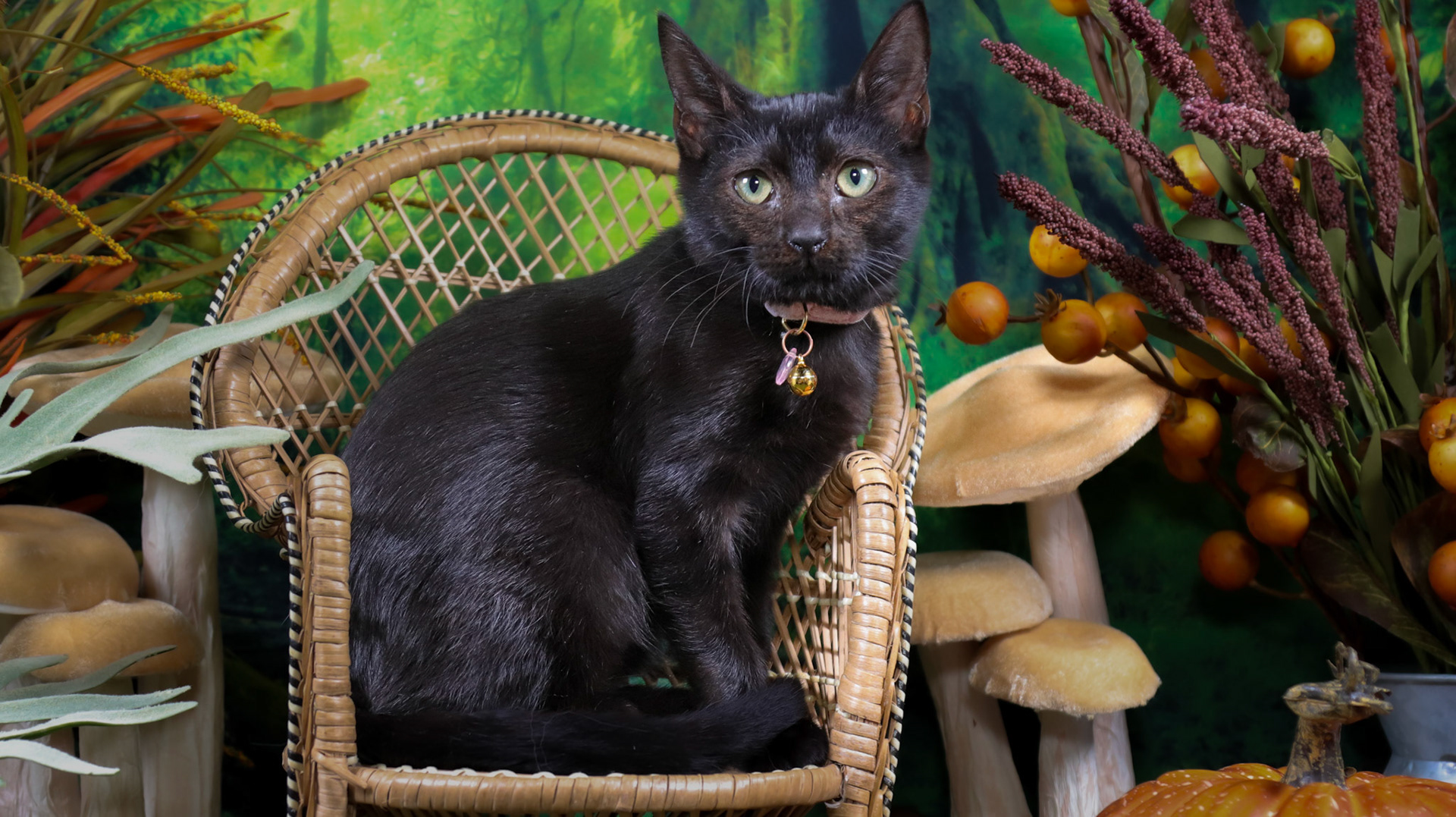 Serpentine (F-DSH-Black)