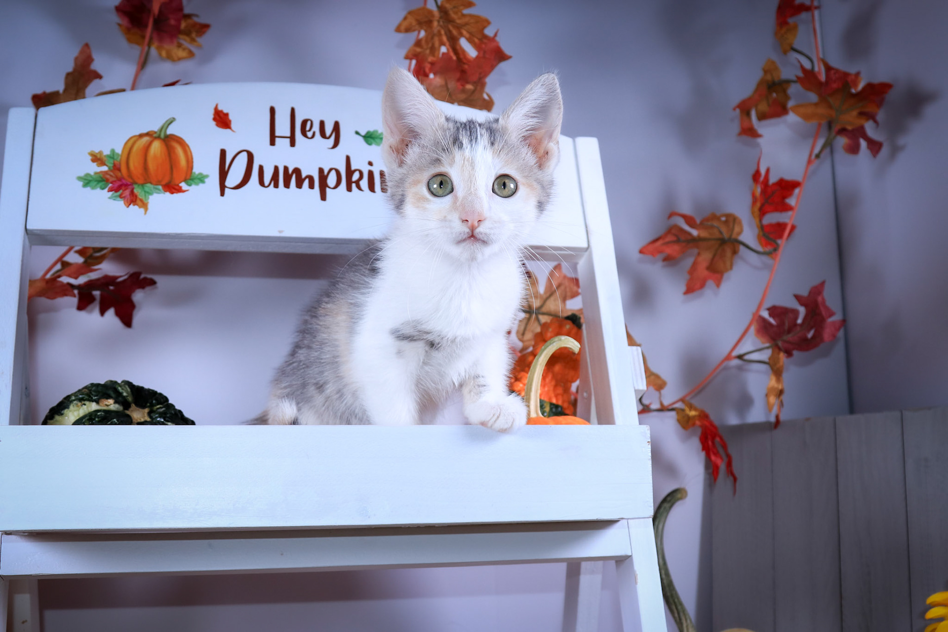 Peaches (F-DSH-Dilute Calico)