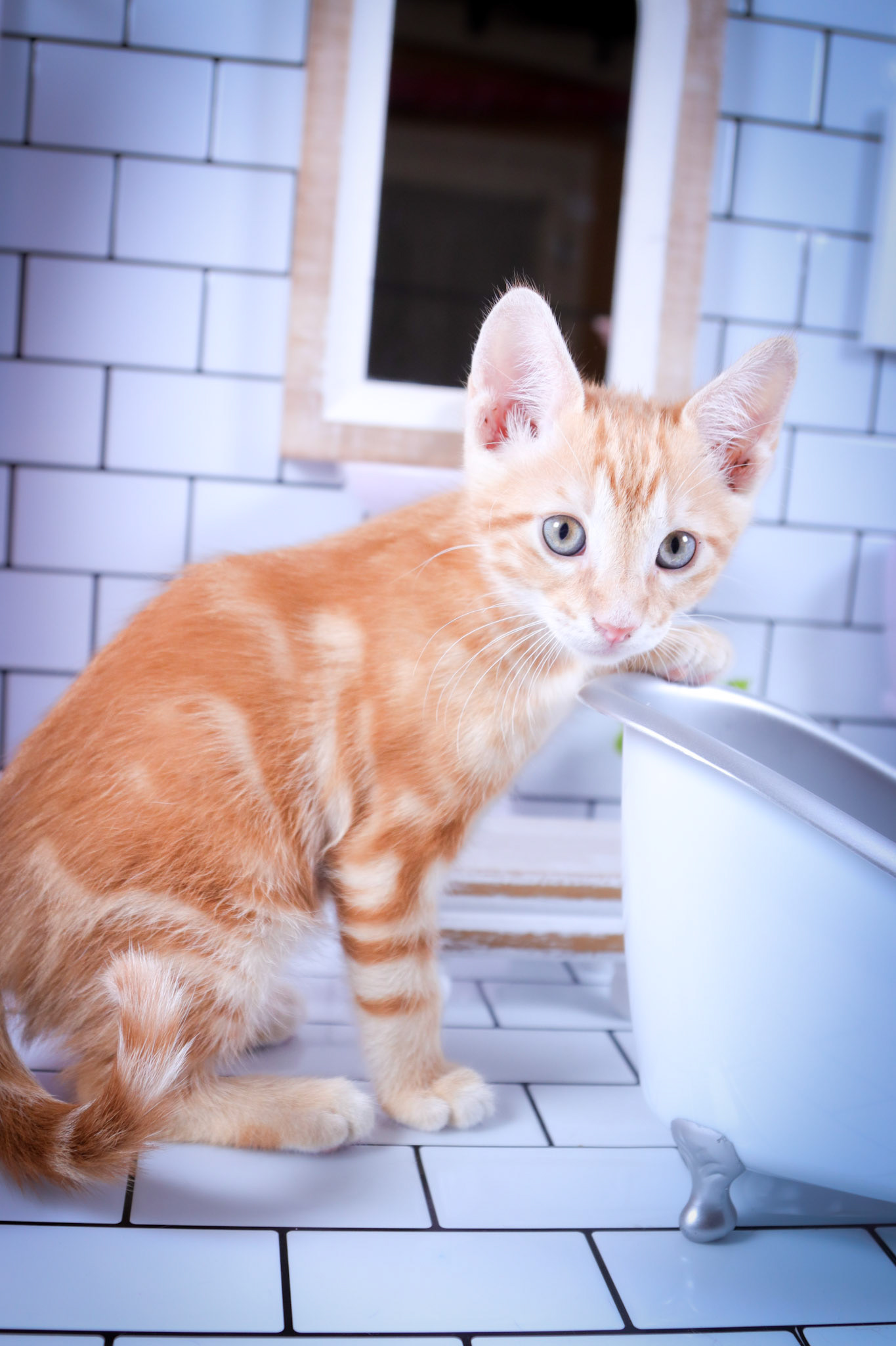 Cheetos (M-DSH-Dark/Bullseye/Ginger Tabby)
