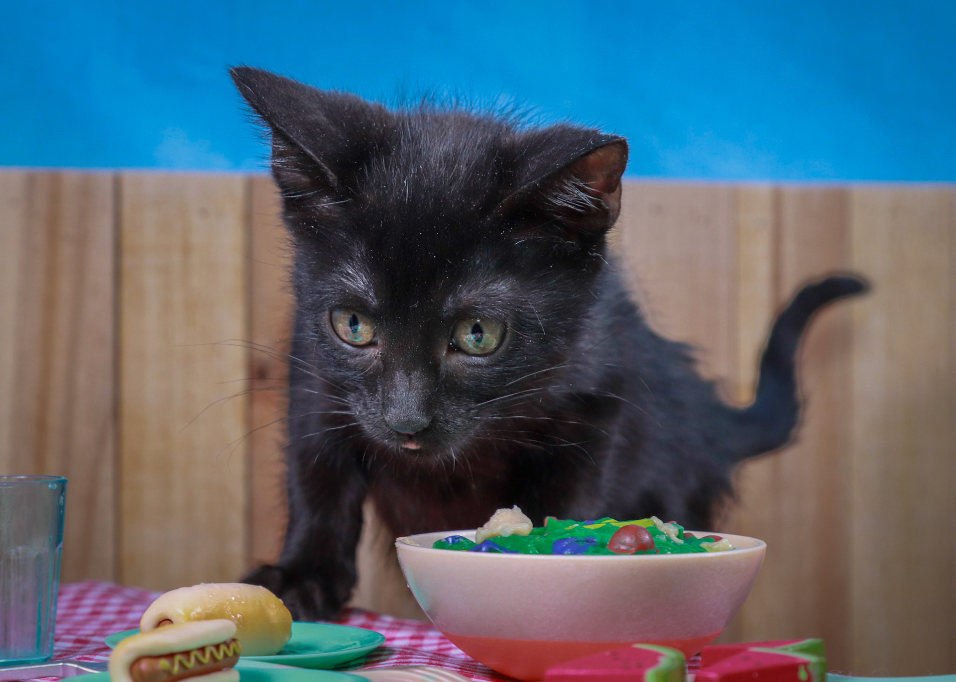Tara (F-DSH-Black)