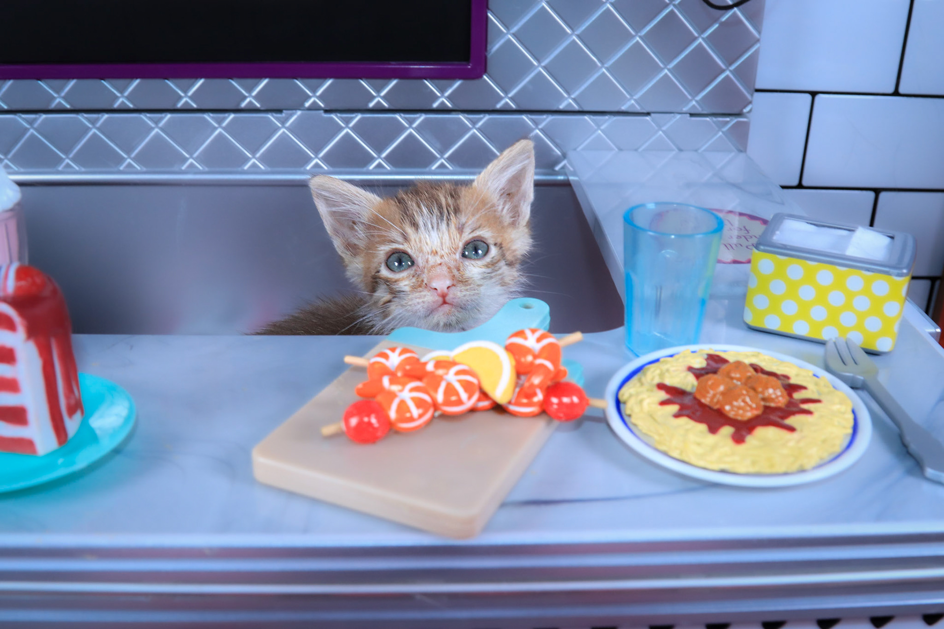 Copper (M-DSH-Copper/Tabby)