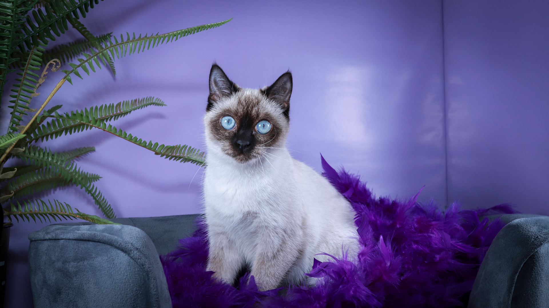 Meci (F-DSH-Seal Point Siamese)