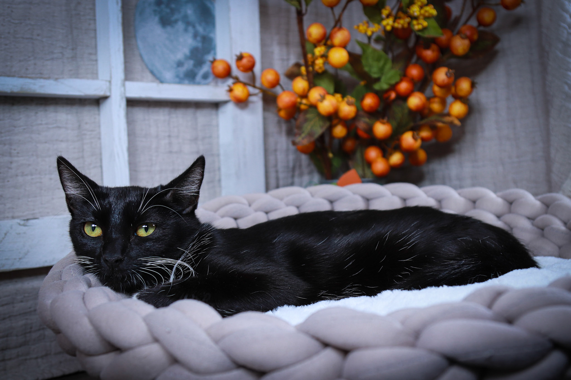 Luna (F-DSH-Black/White/Tuxie)