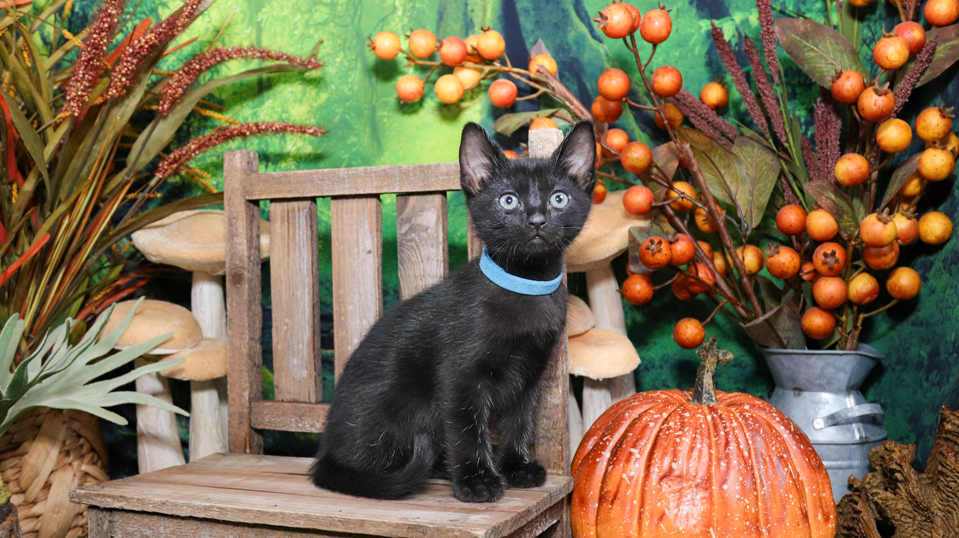 Koa (M-DSH-Polydactyl/Black)