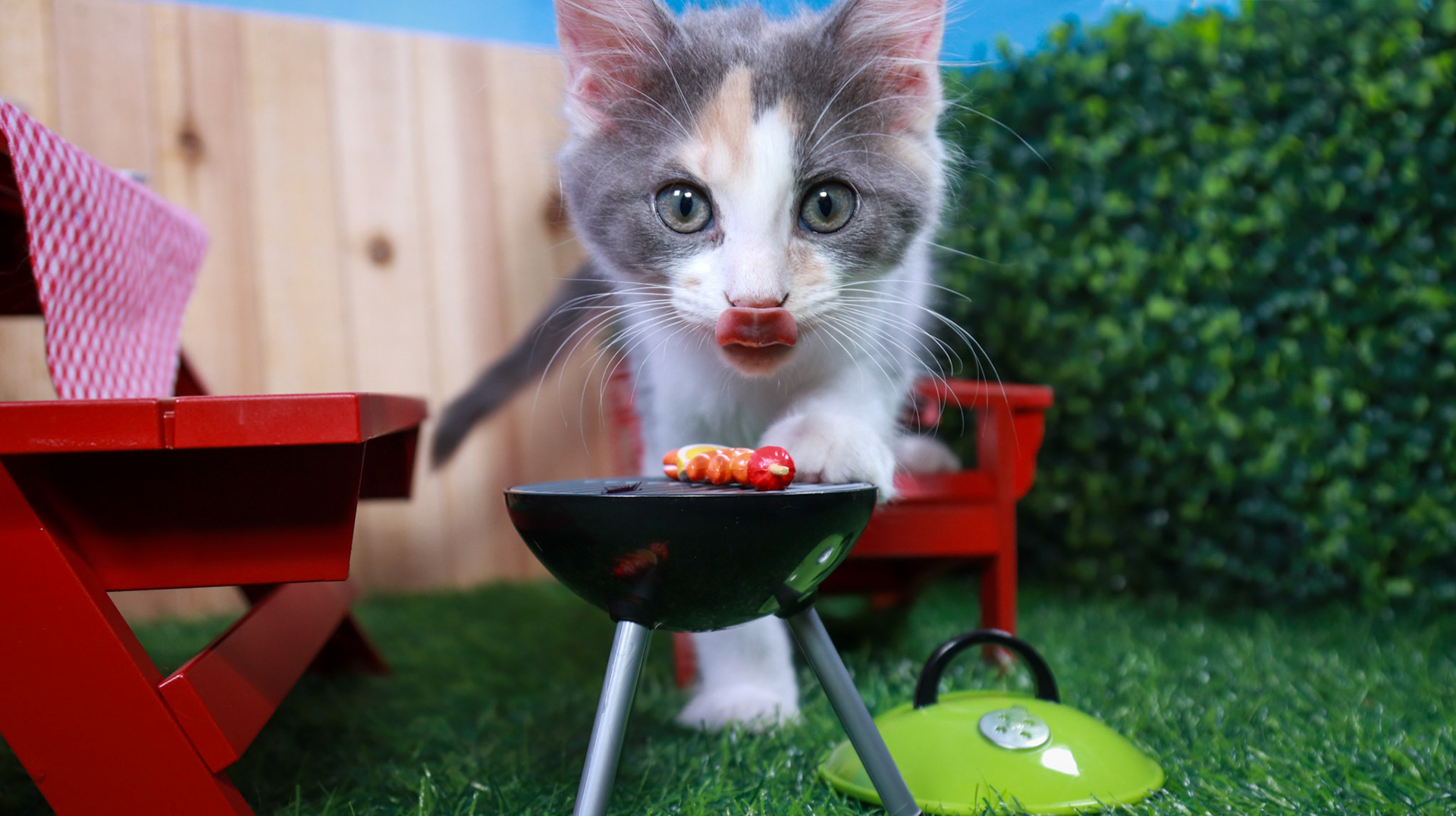 Truffles (F-DMH-Dilute/Calico)