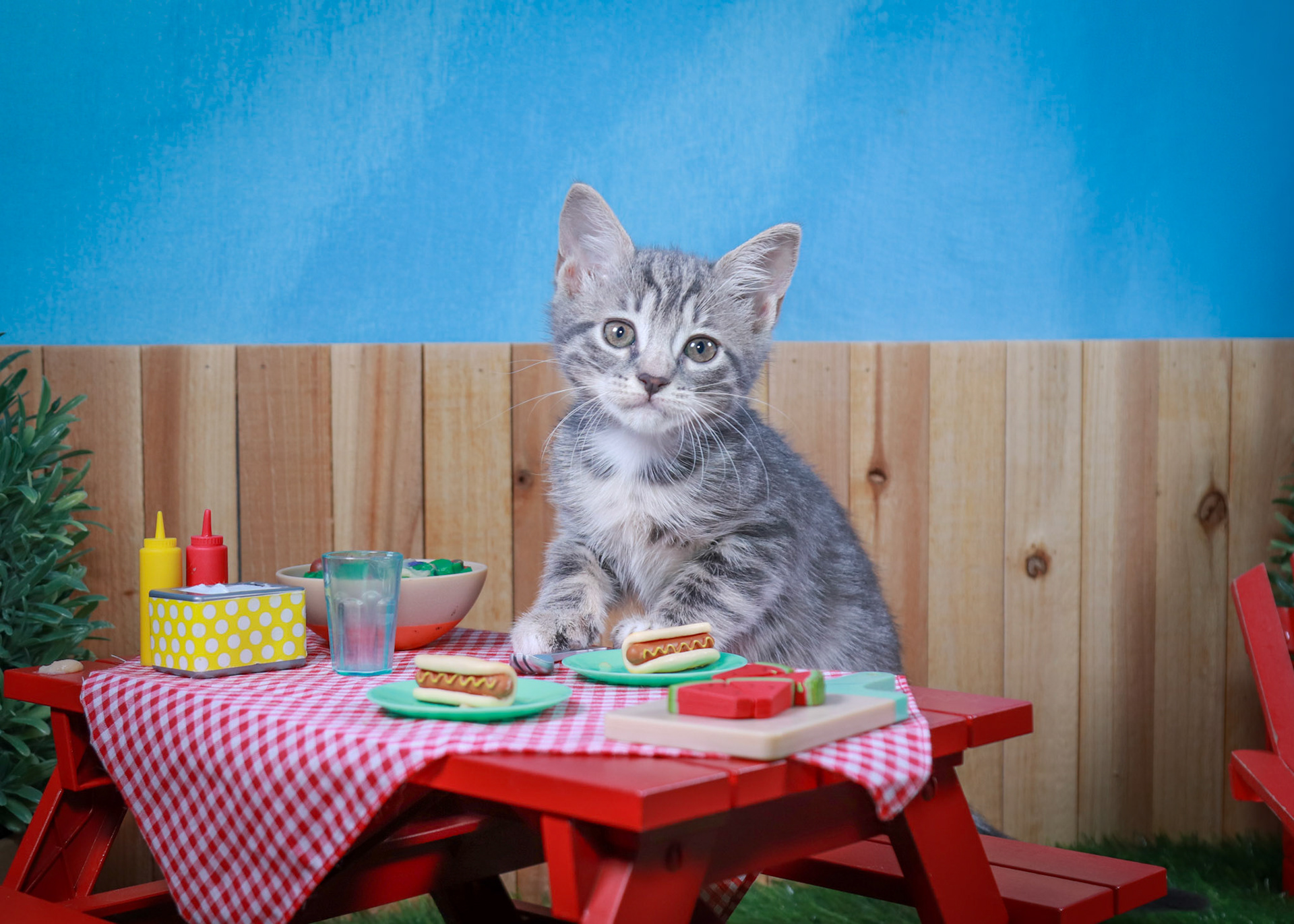 Pansy (F-DSH-Grey/Tabby)