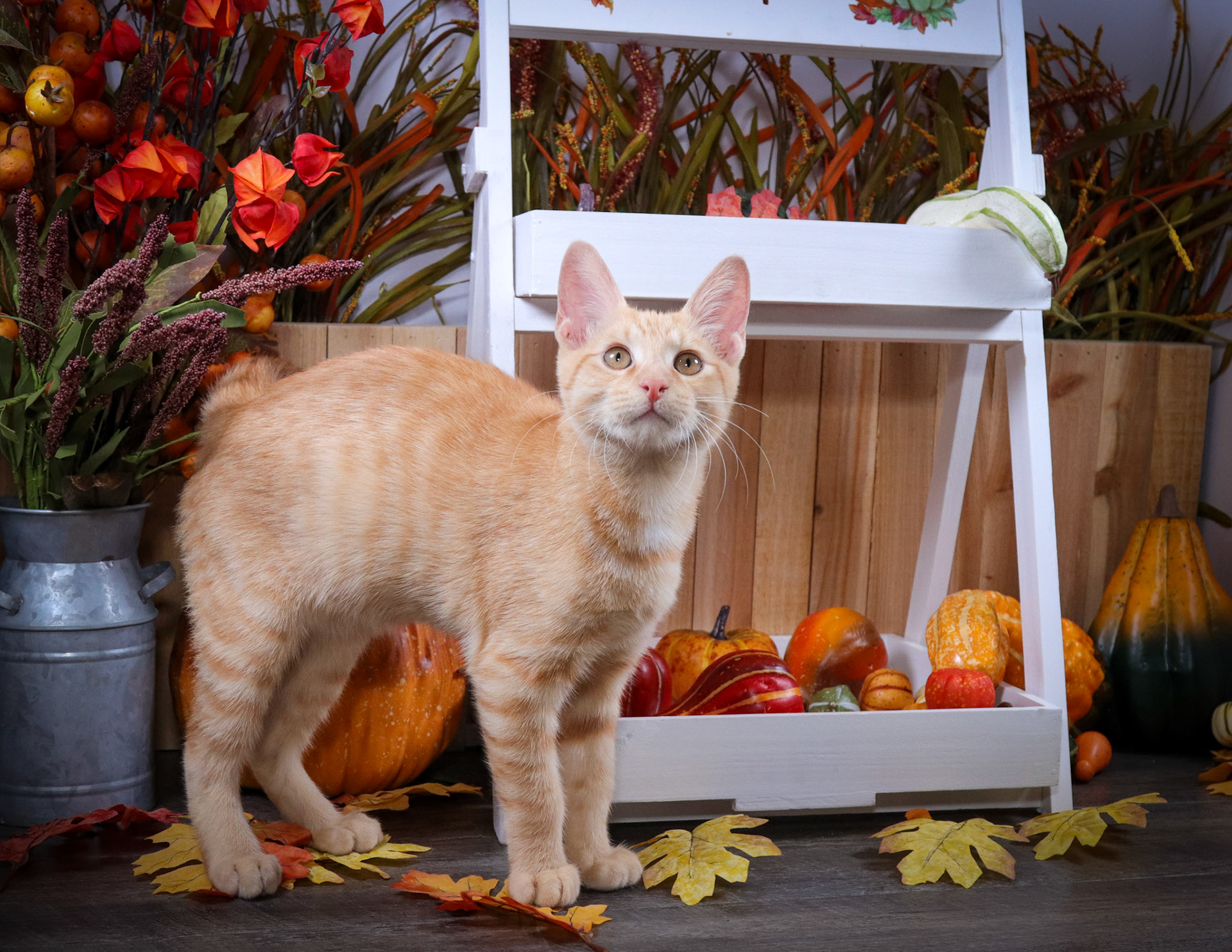 Rusty (M-DSH-Orange/White)