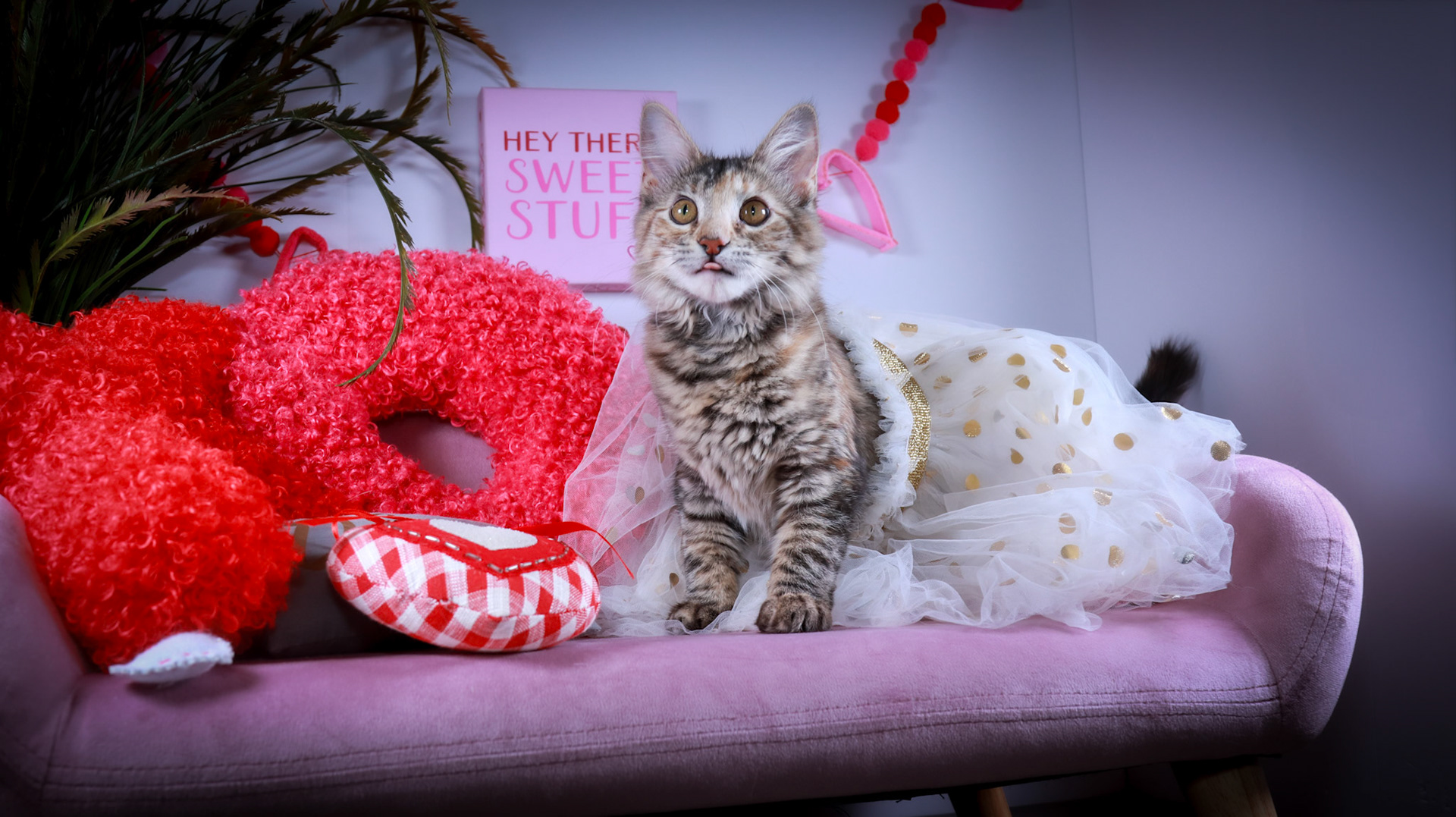 Cheryl (F-DSH-Torbie)