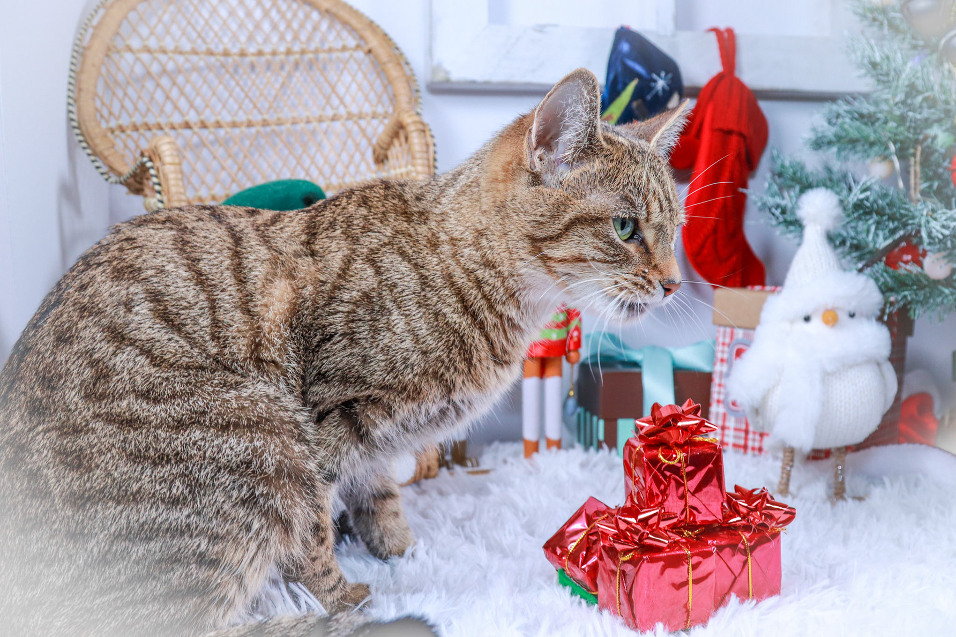 Keiko (F-DSH-Tabby/Bengal Mix)