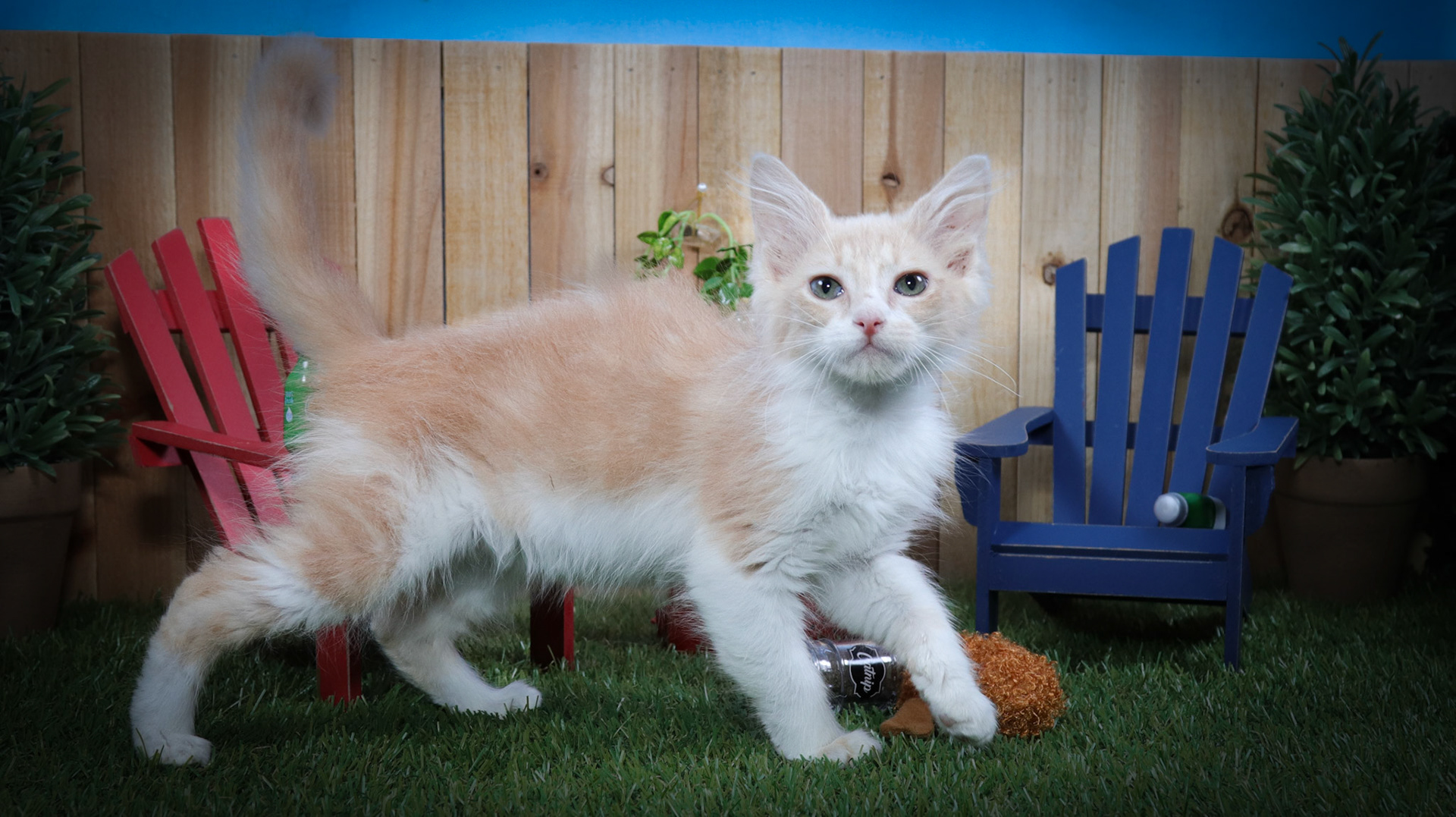 Frannie (F-DMH-Ginger/White)