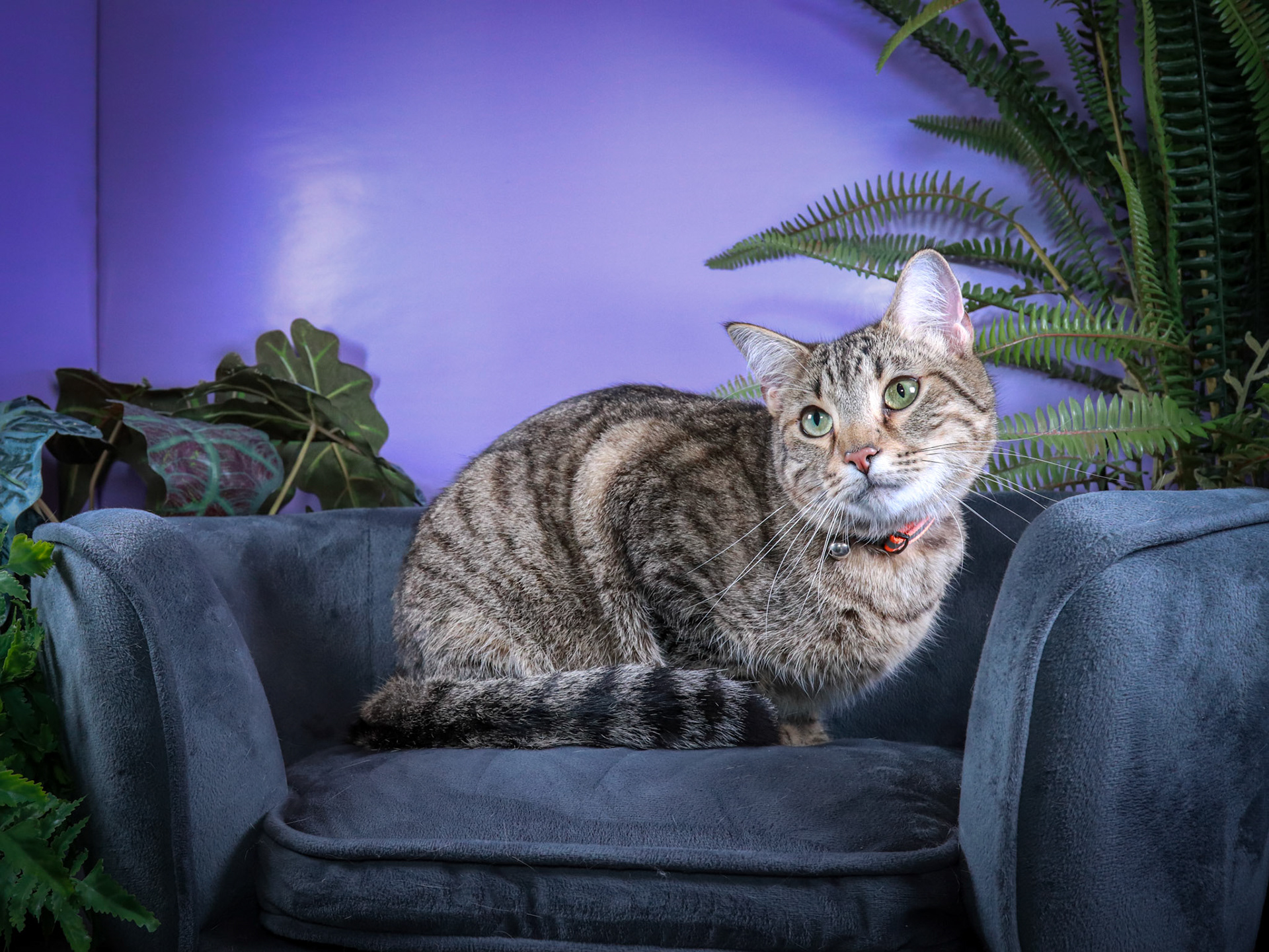 Rocky (M-DSH-Tabby)