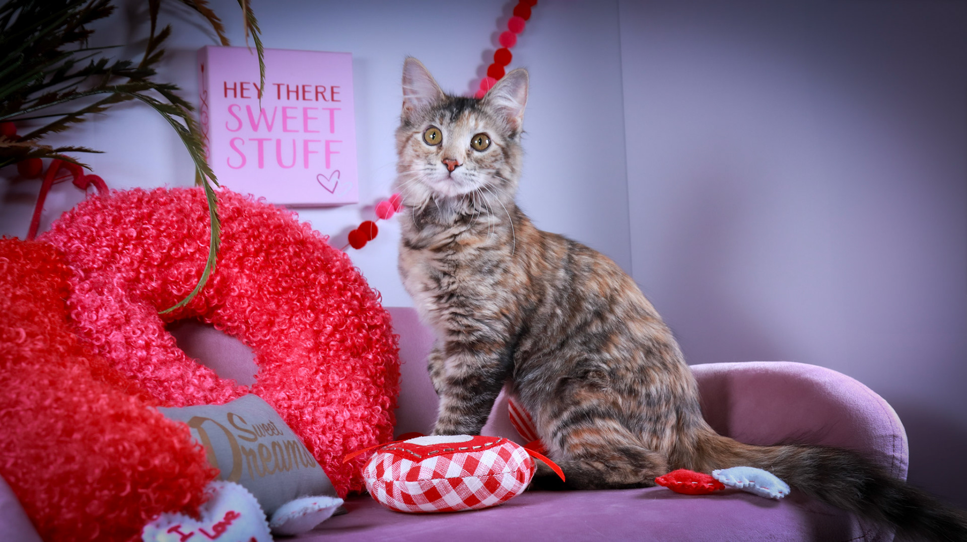 Cheryl (F-DSH-Torbie)