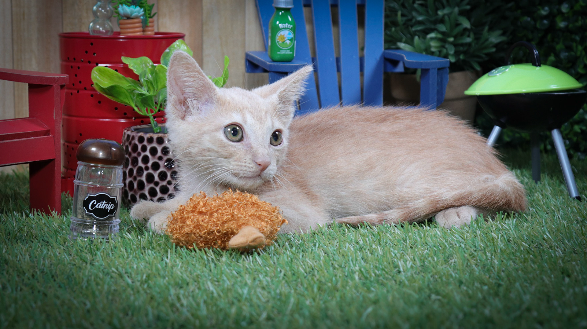 Calcifer (M-DSH-Ginger)