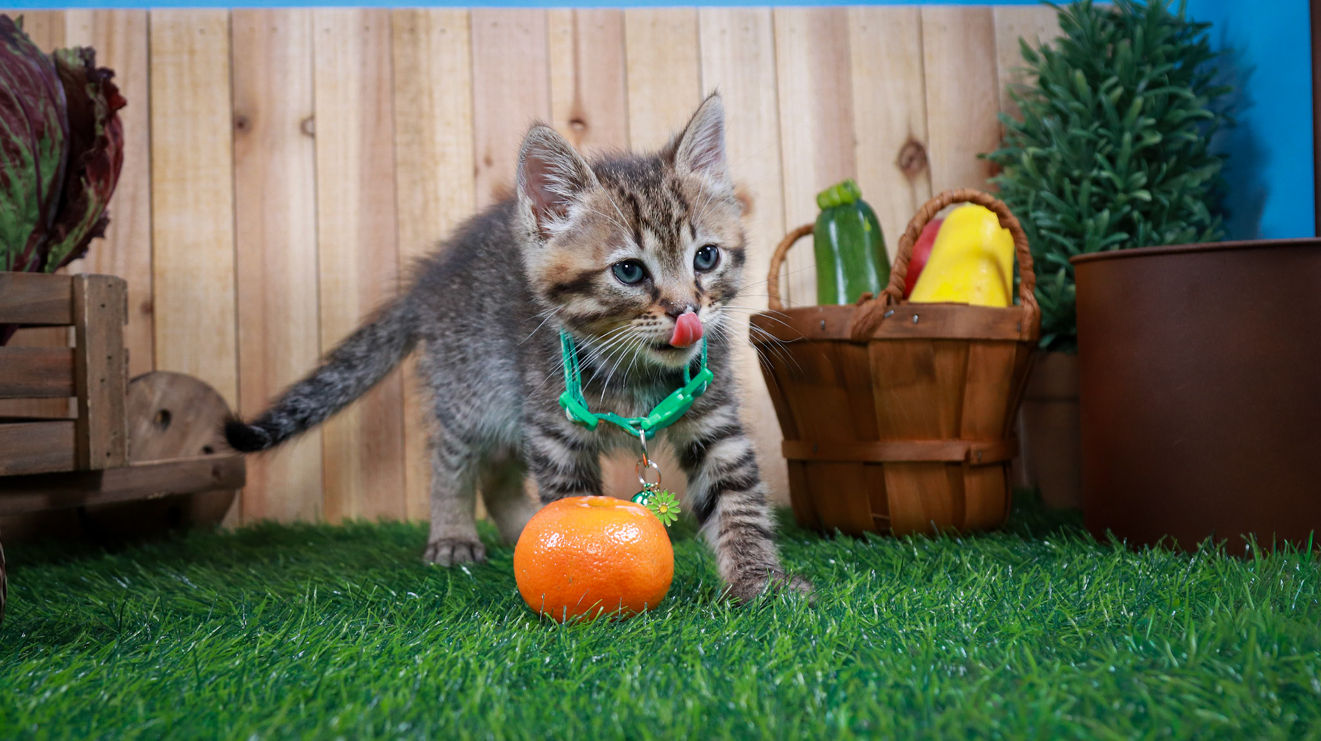 Walter (M-DSH-Tabby)