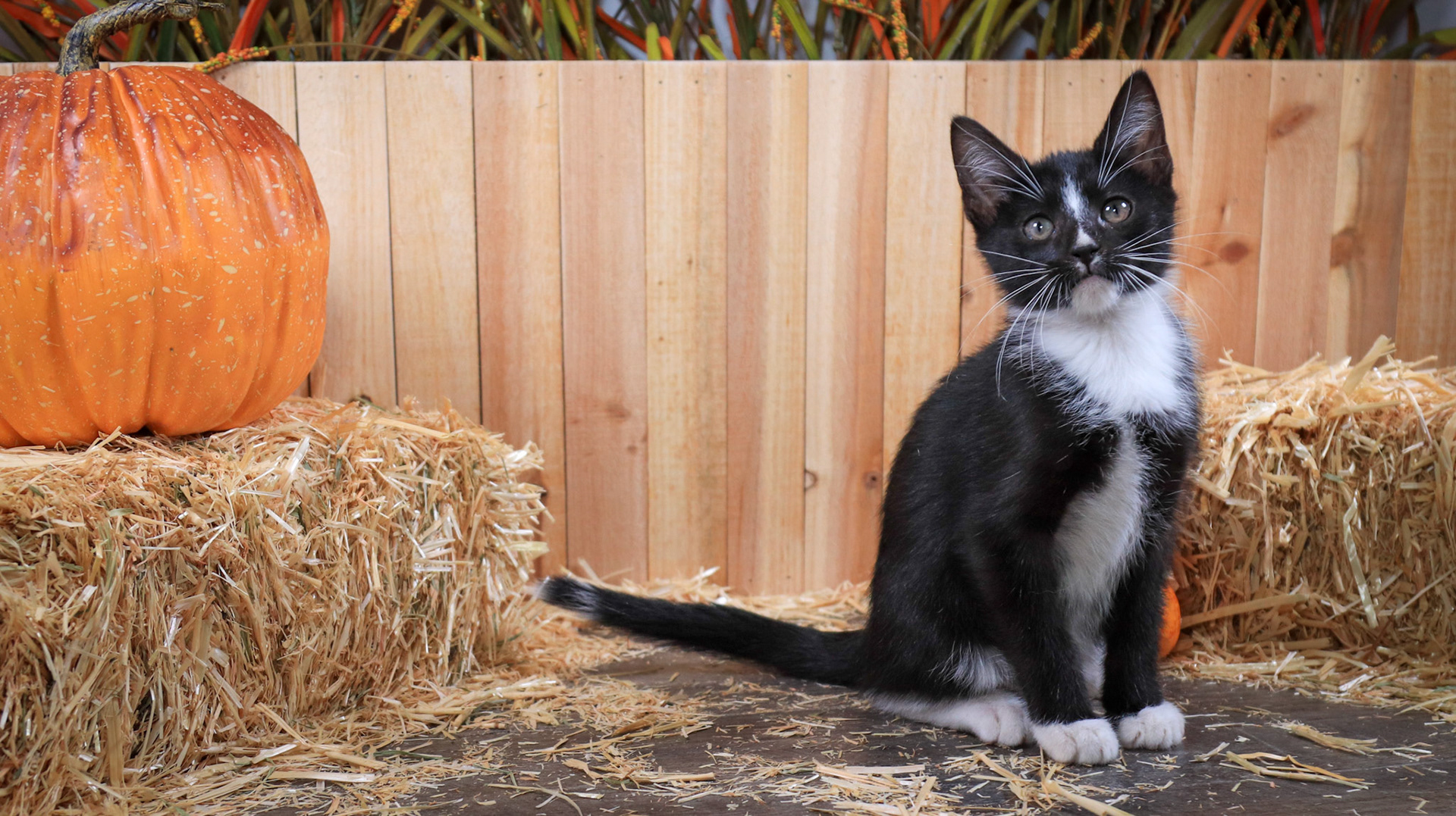 Ringo (M-DSH-Black/White/Tuxedo)