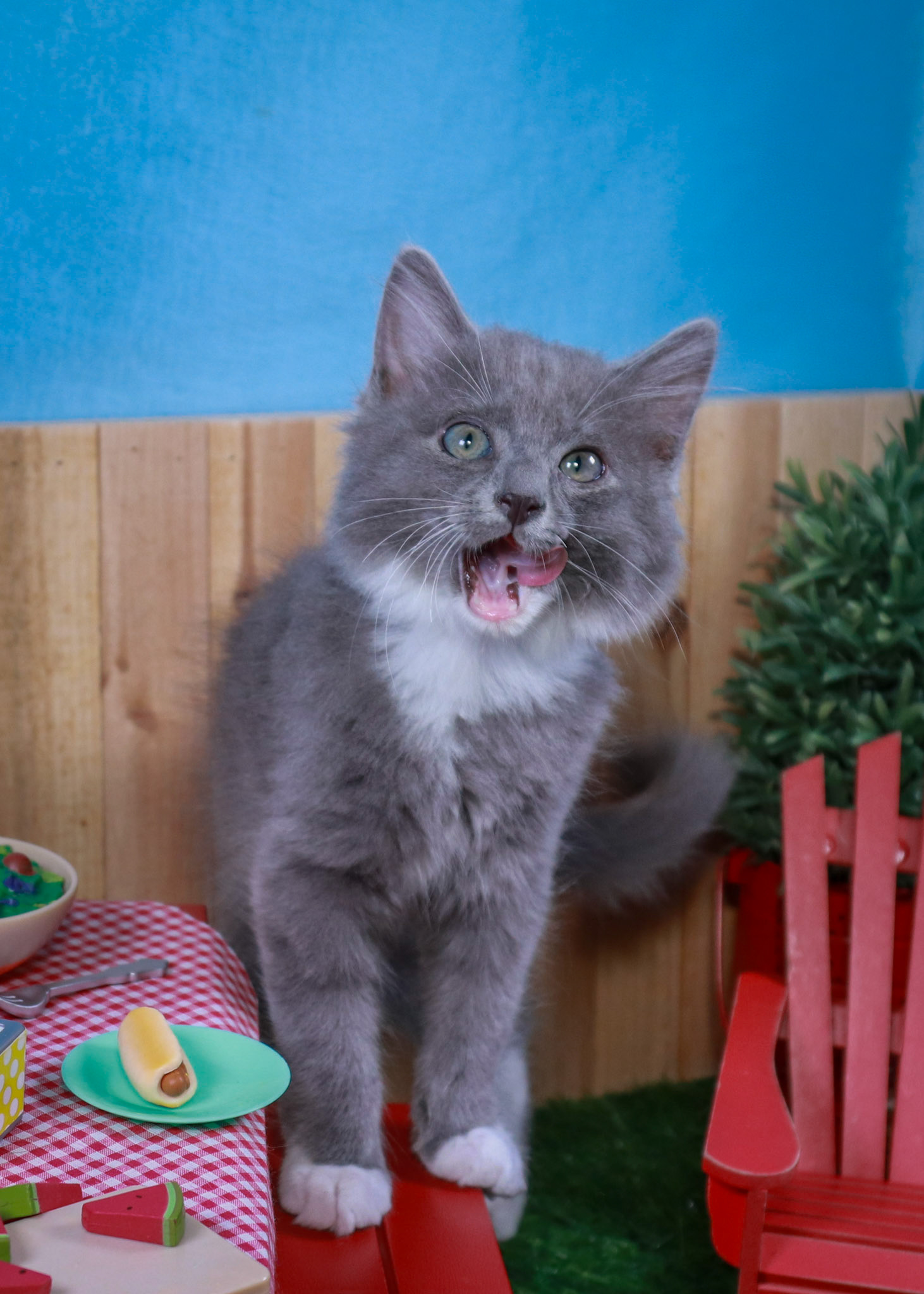 Milo (M-DMH-Grey/White/Tuxie)