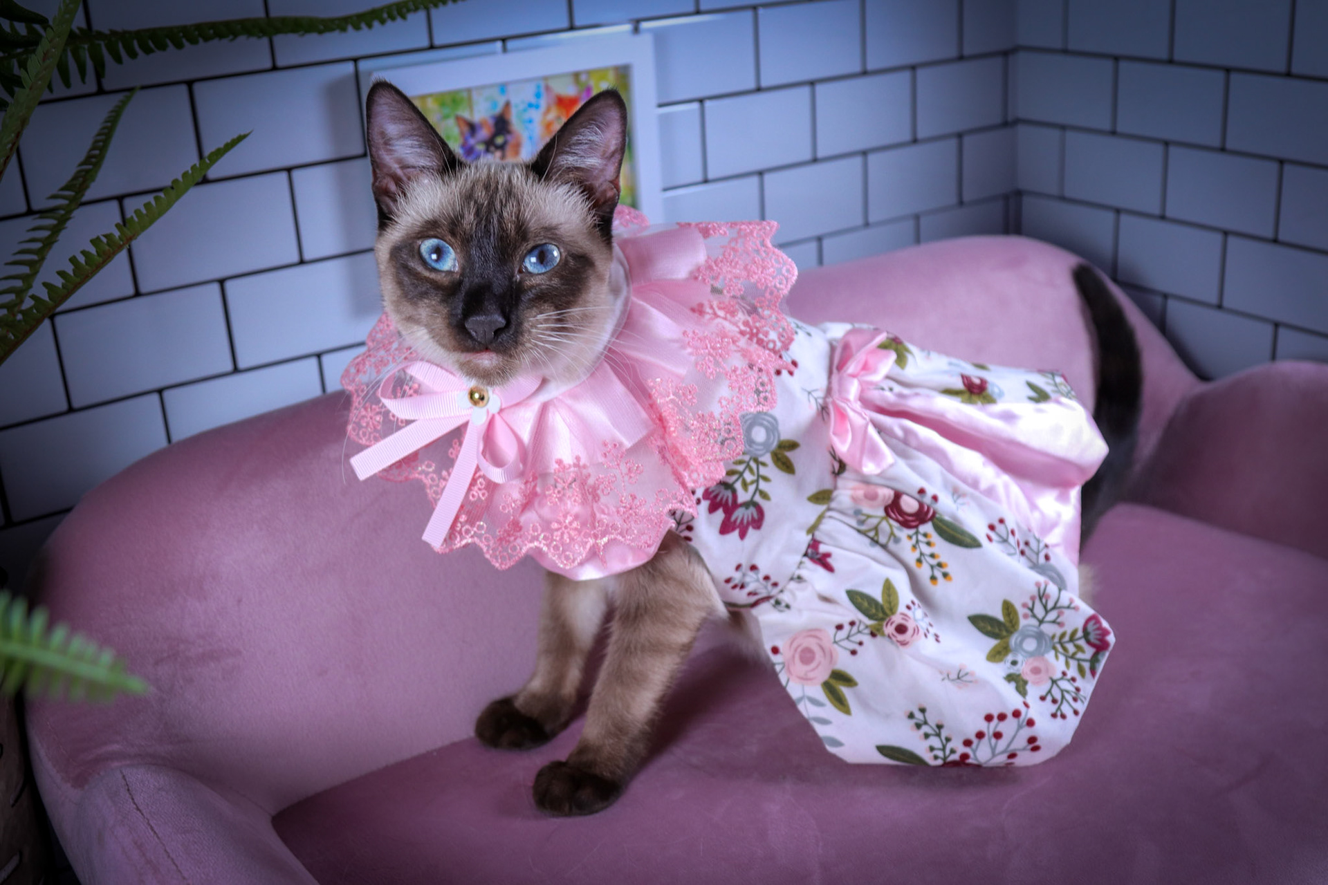 Lenore (F-DSH-Seal Point Siamese)